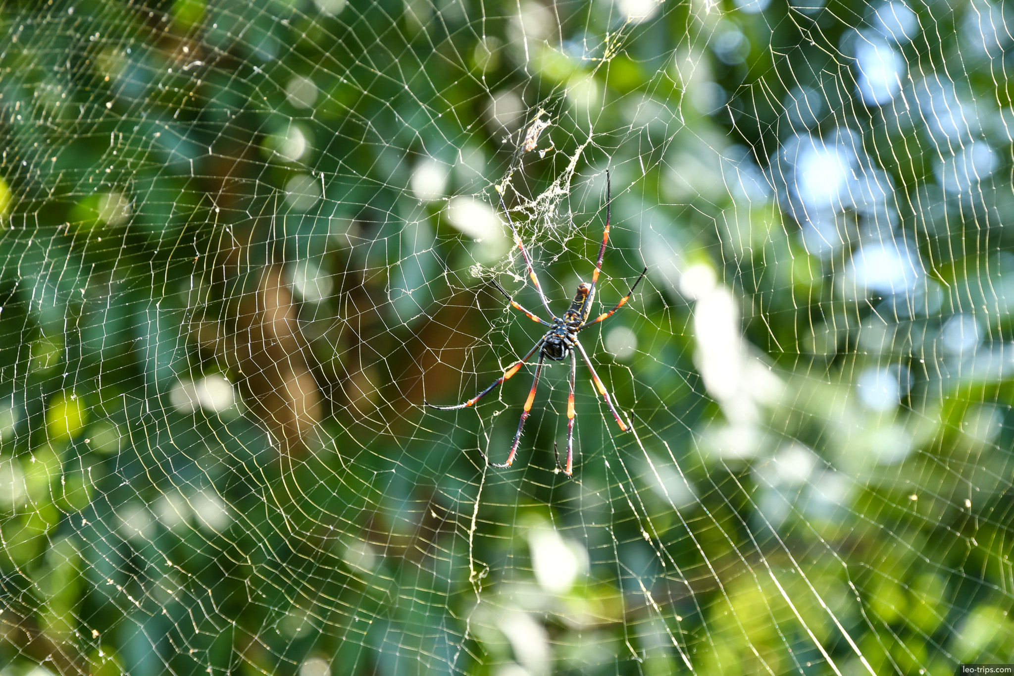 nephila spider in large web closeup naypyidaw naypyidaw