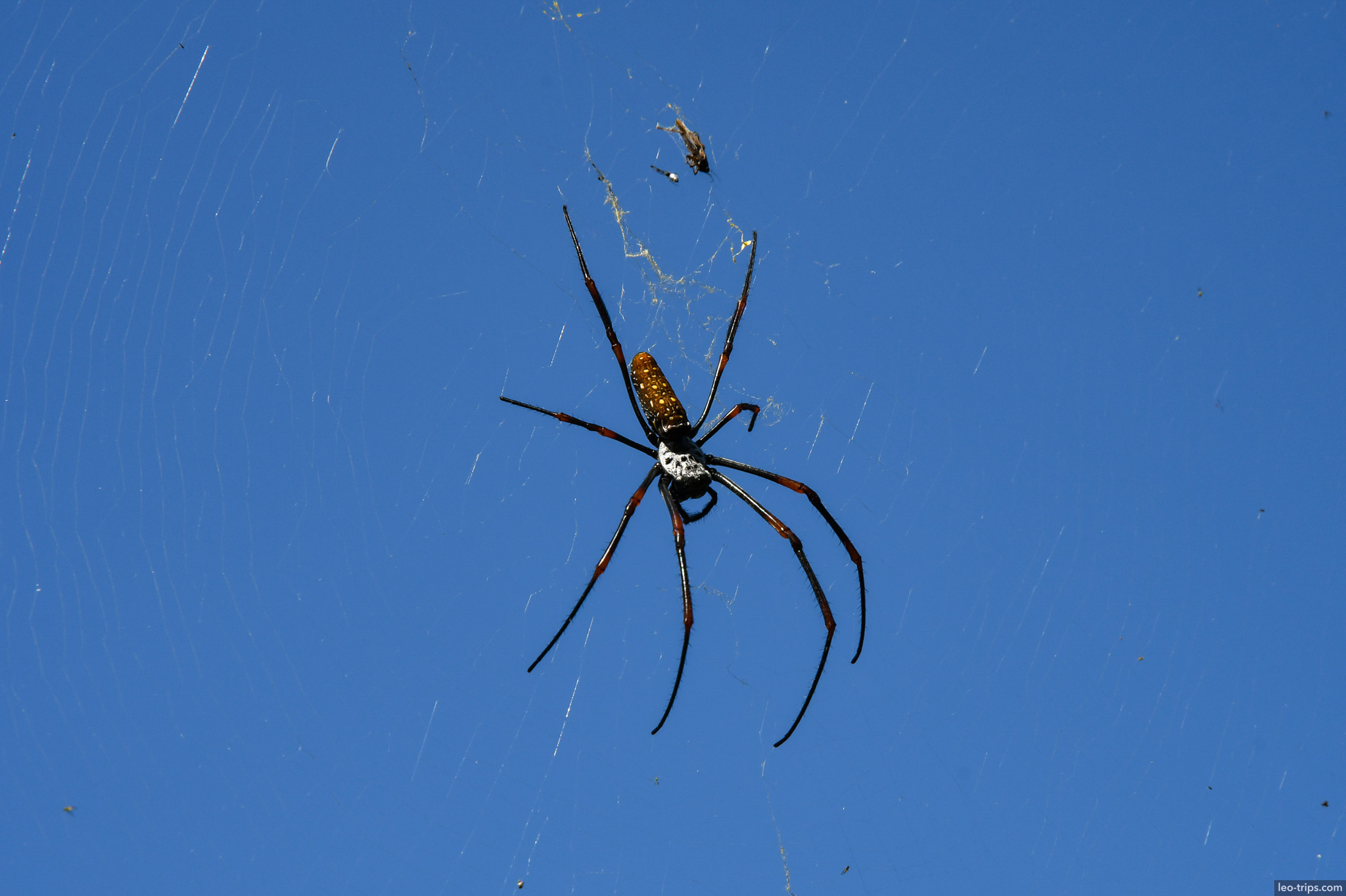 nephila spider with prey in web naypyidaw naypyidaw
