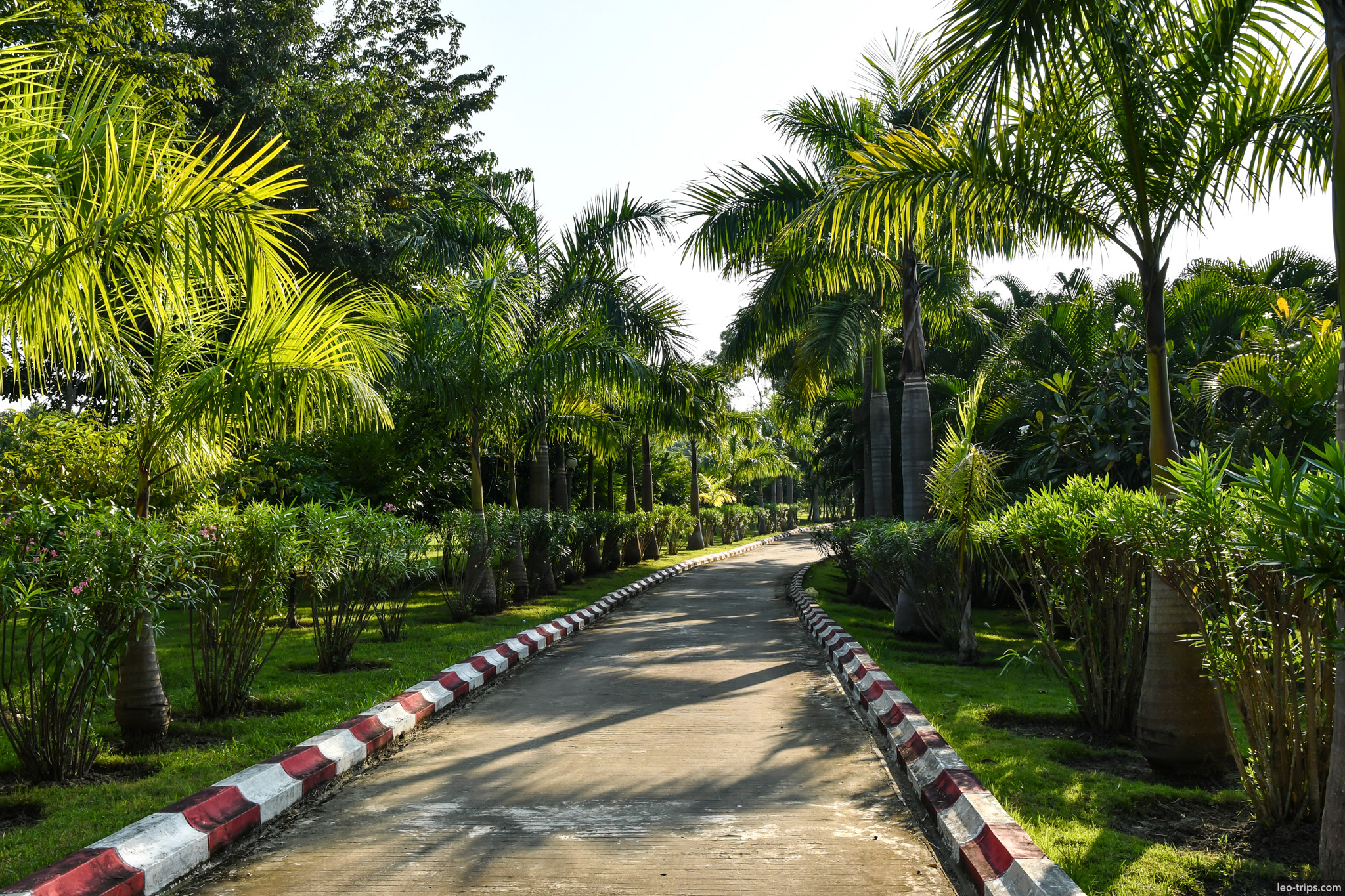 palm lined alley with red white curbs naypyidaw naypyidaw