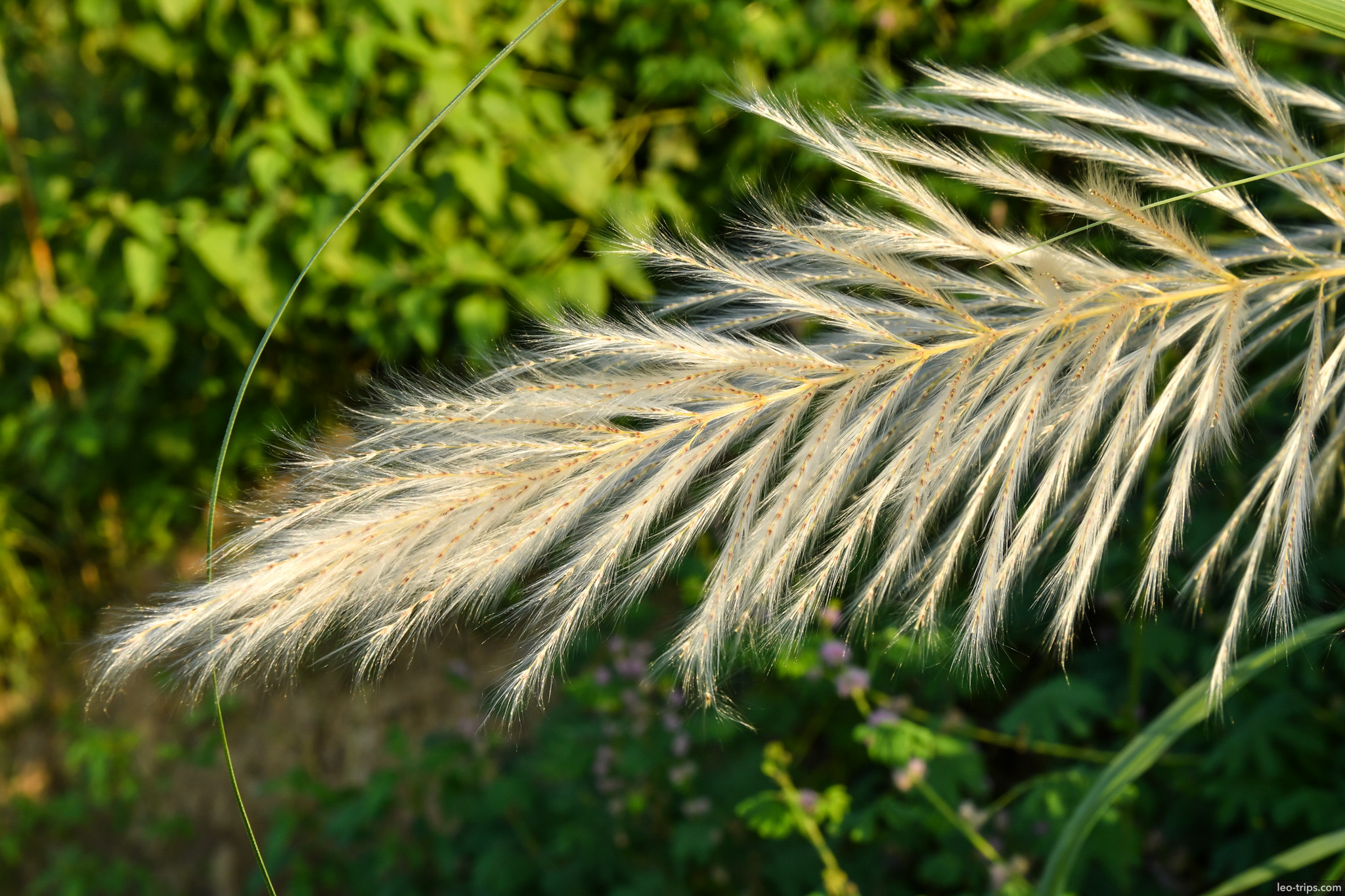 saccharum grass plume macro naypyidaw naypyidaw