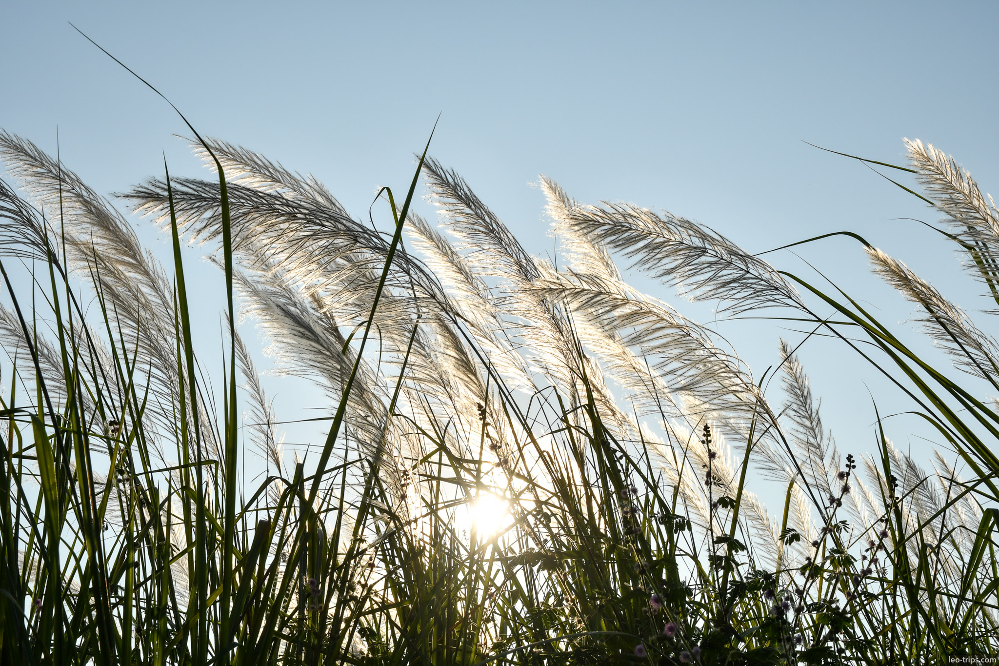 silvergrass plumes backlit by sunset naypyidaw naypyidaw
