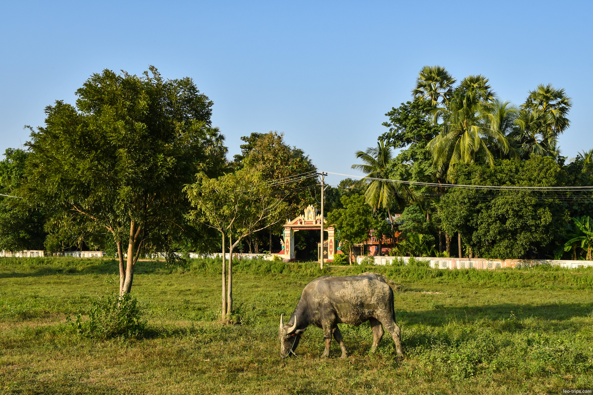 water buffalo grazing near pagoda gate naypyidaw naypyidaw