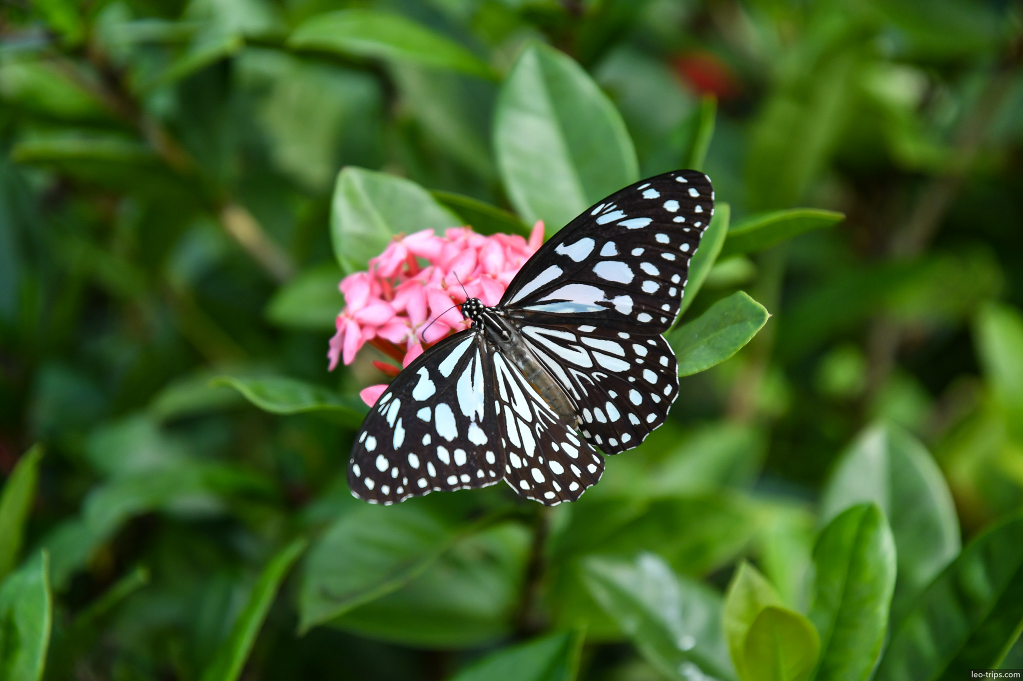 blue milkweed butterfly on pink ixora flower yangon