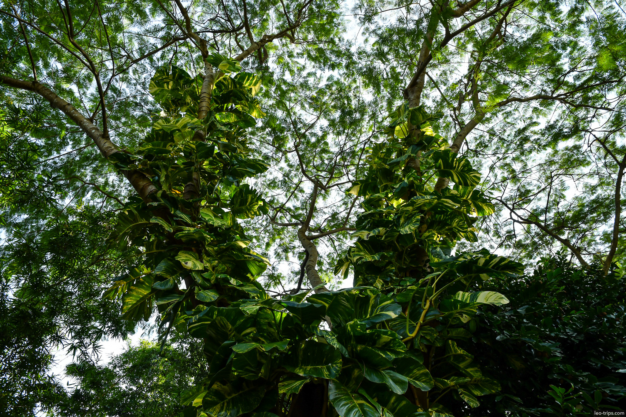 tropical tree canopy upward view yangon yangon