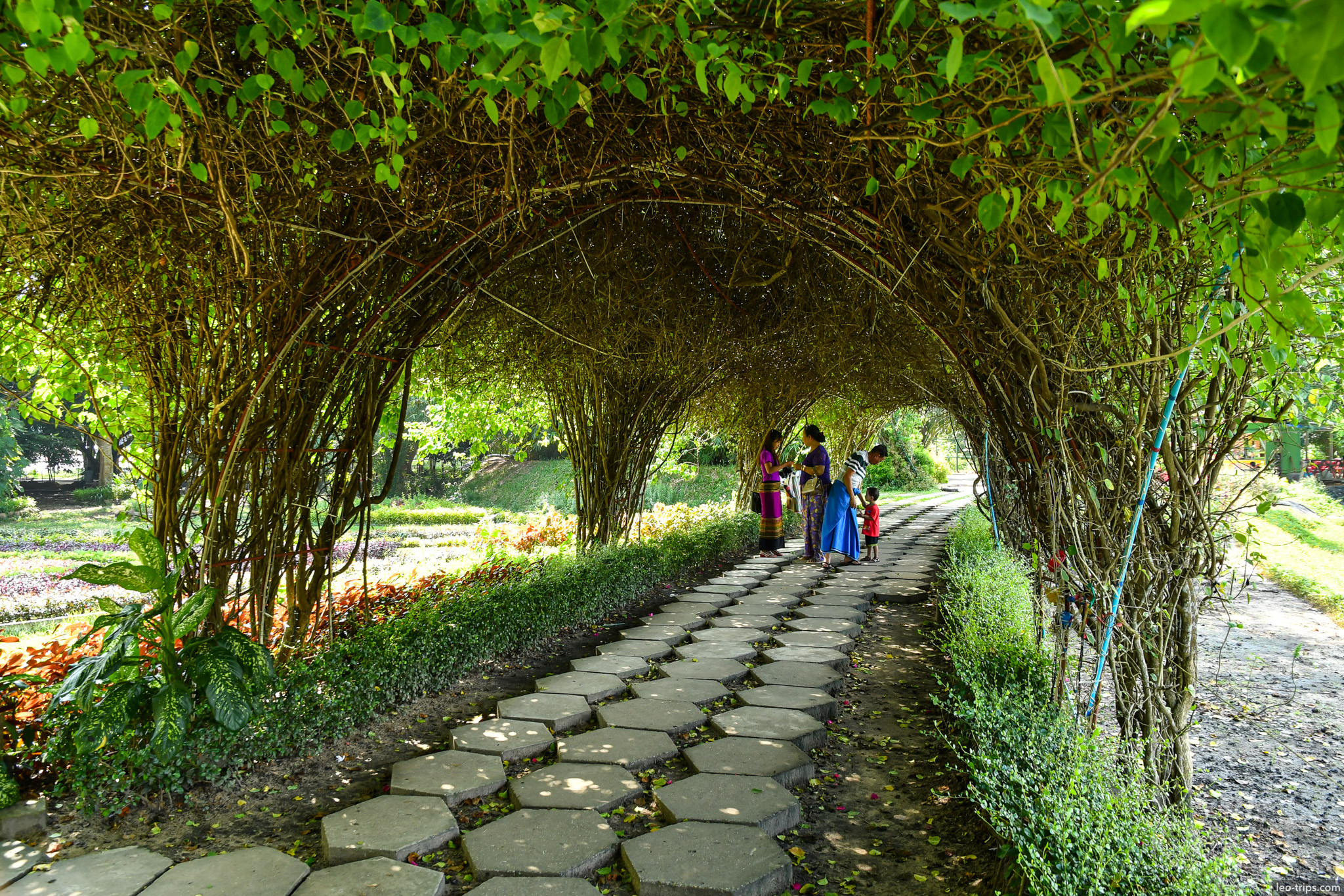 vine arch tunnel botanical garden yangon yangon