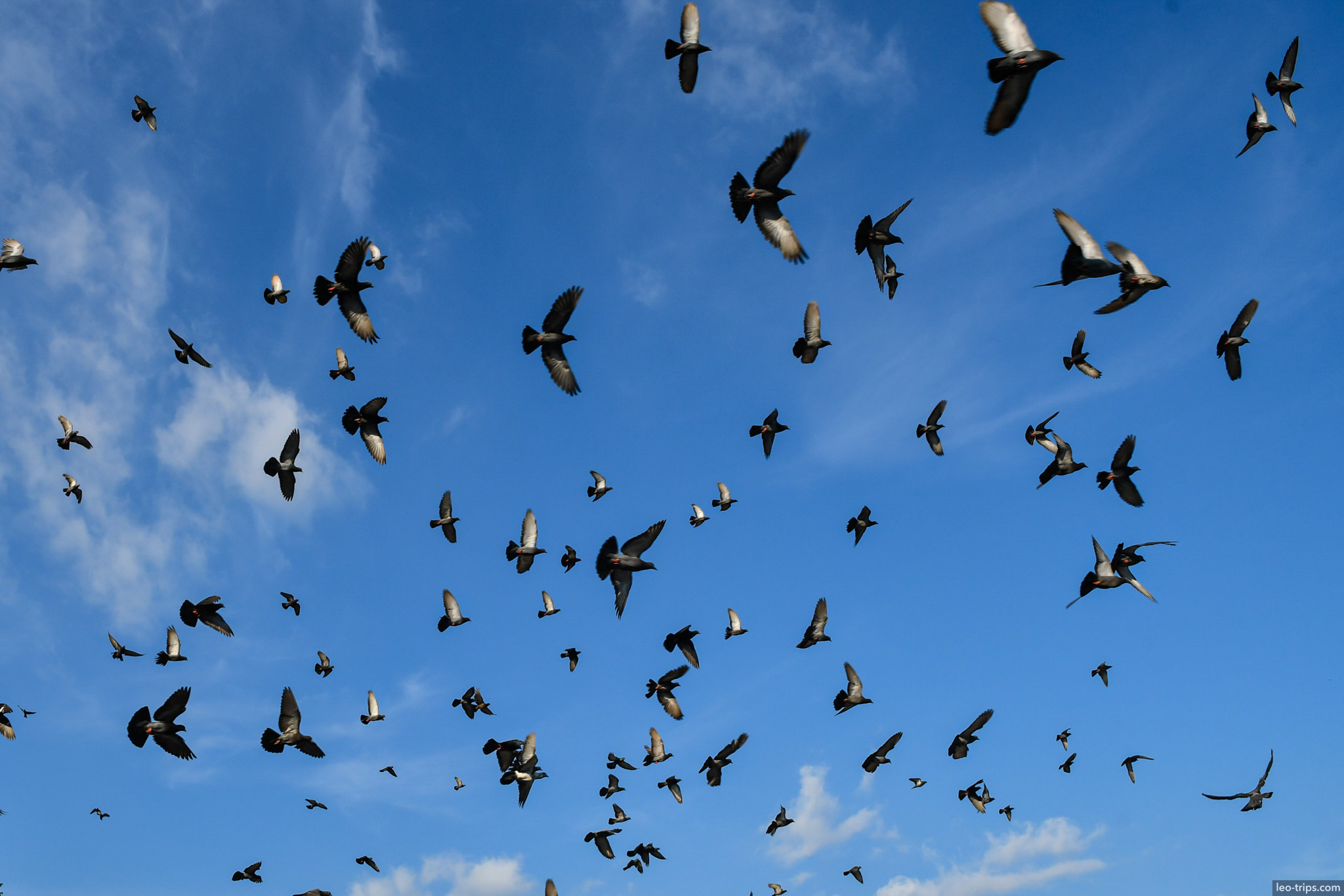 yangon flock pigeons blue sky downtown yangon