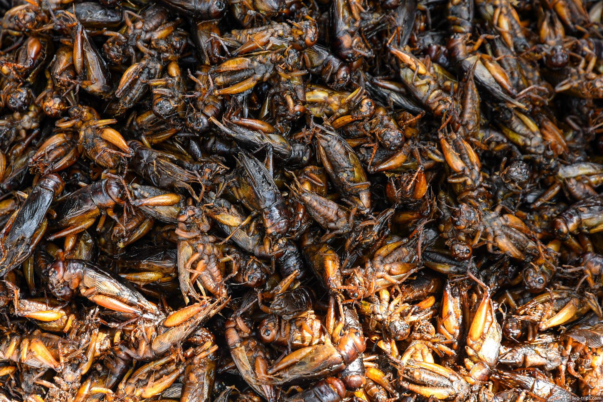 yangon fried crickets insects street food market closeup yangon