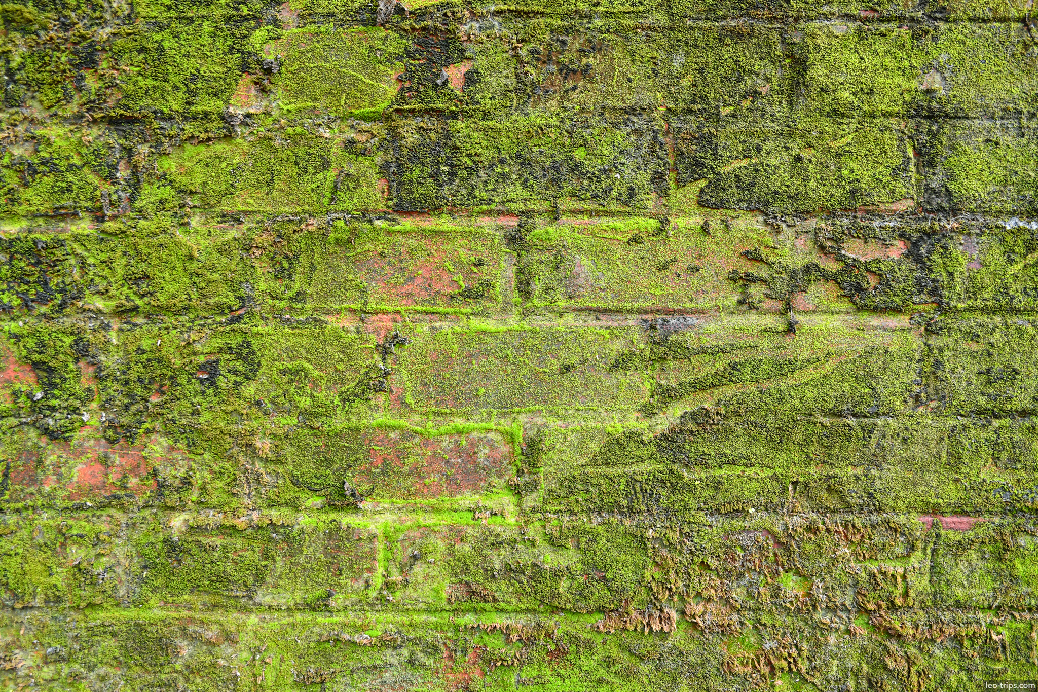 yangon moss covered brick wall colonial building texture yangon