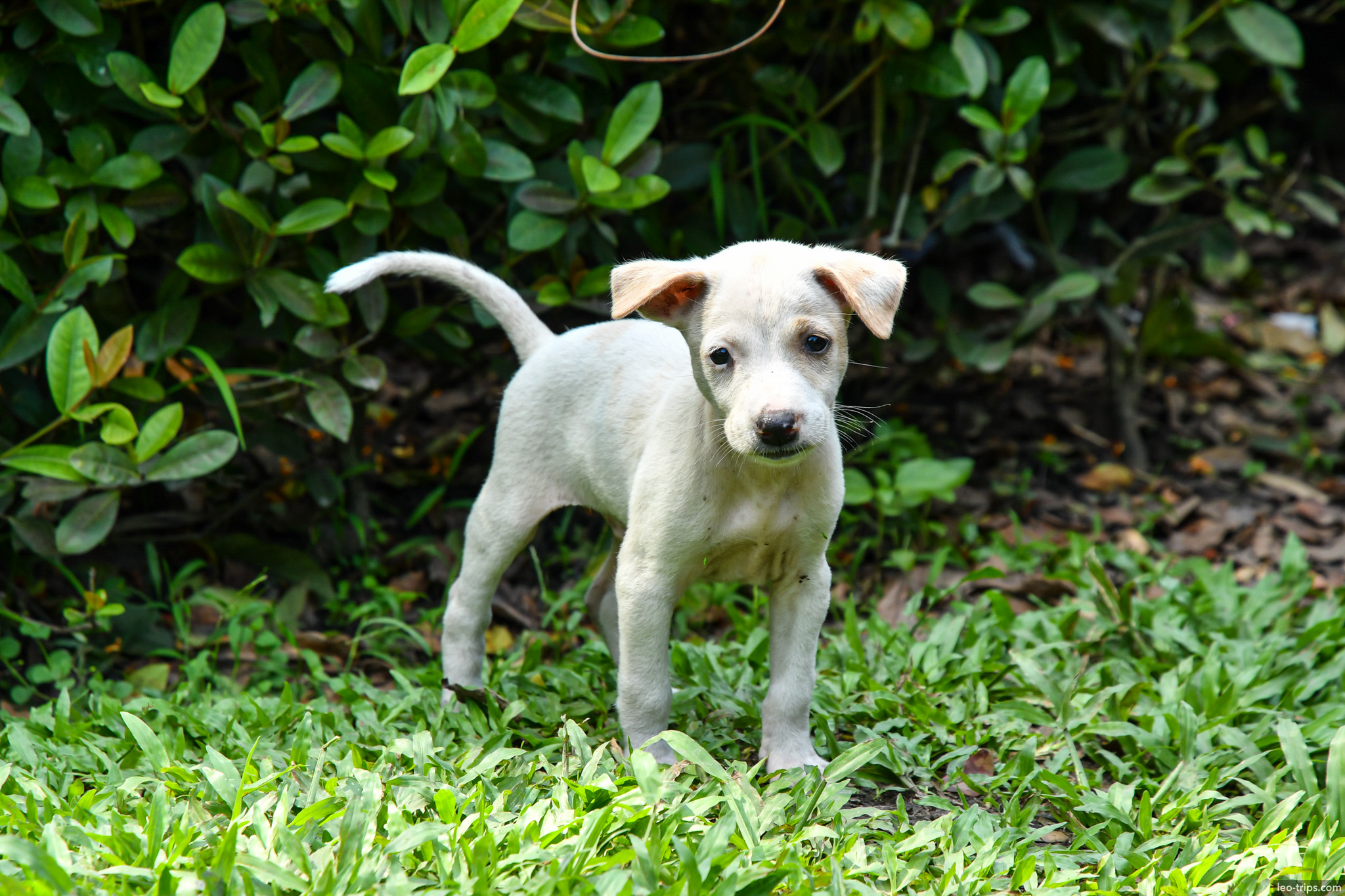 yangon peoples park white stray puppy grass yangon