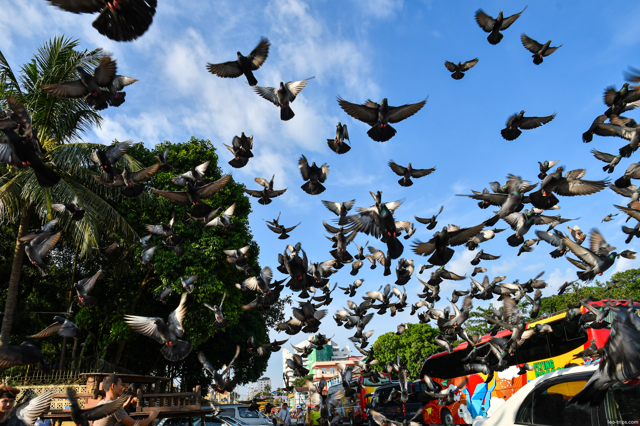 yangon pigeons taking flight street buses background yangon