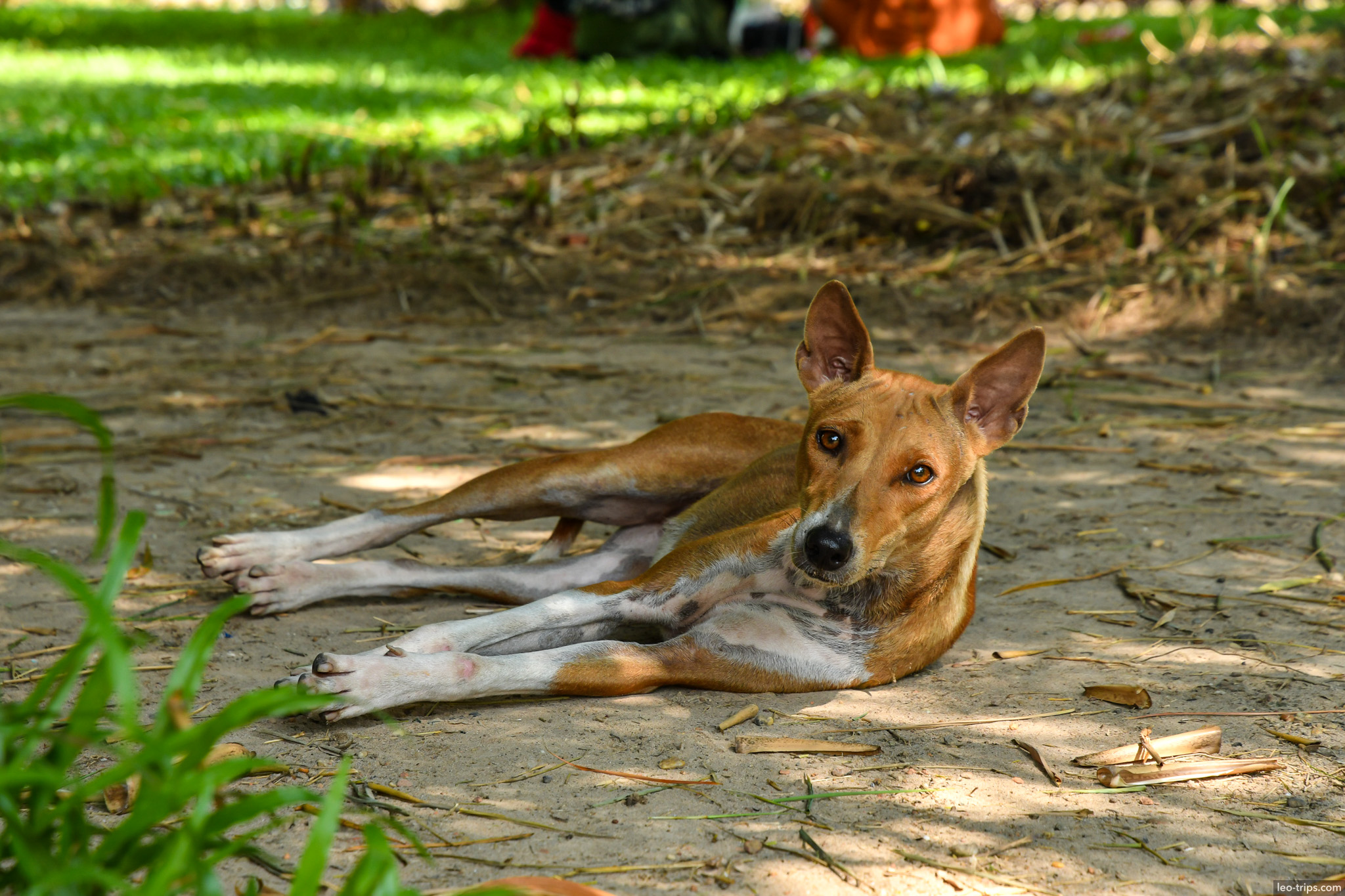 yangon stray dog resting ground park yangon
