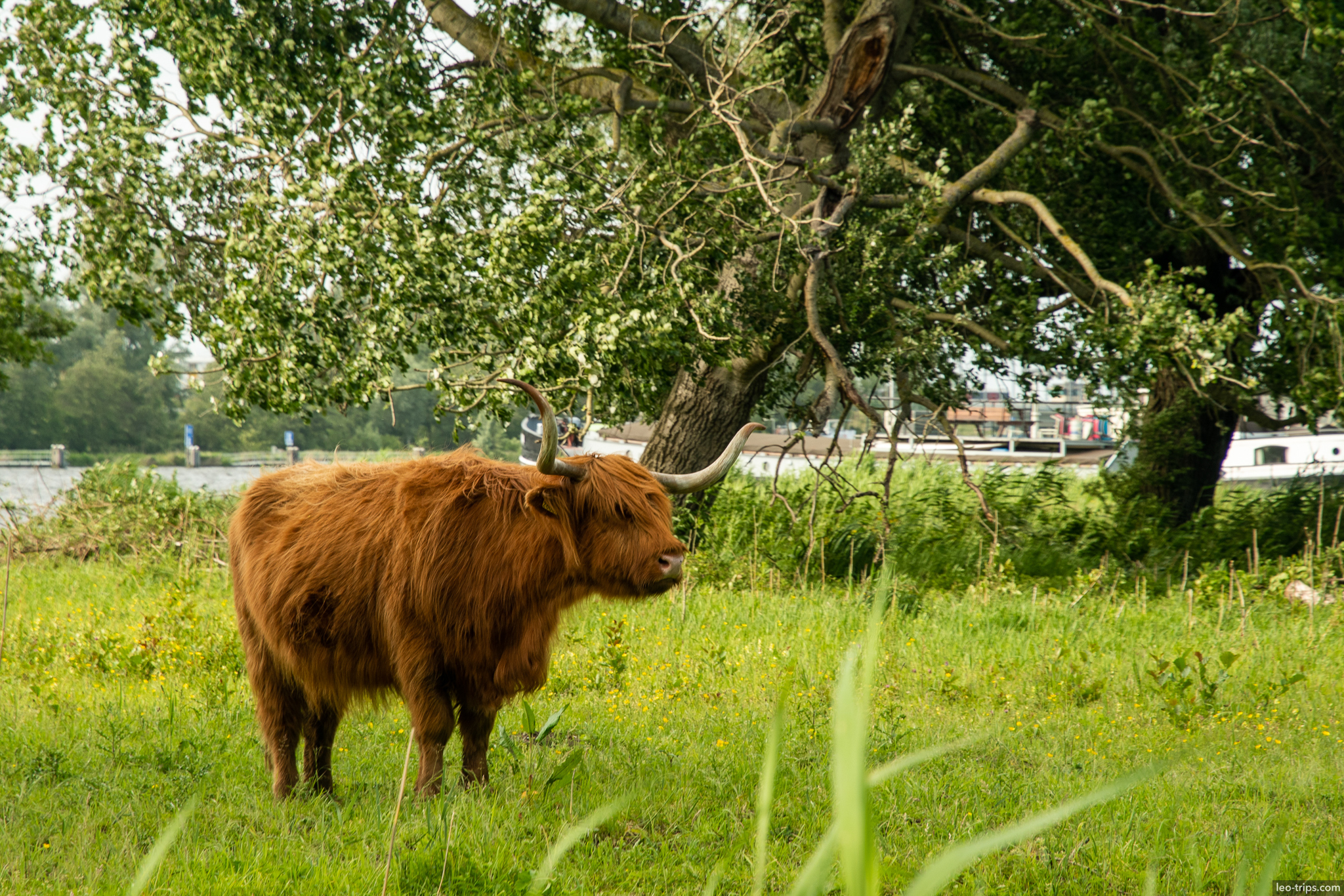 highland cow grazing in green field amsterdam