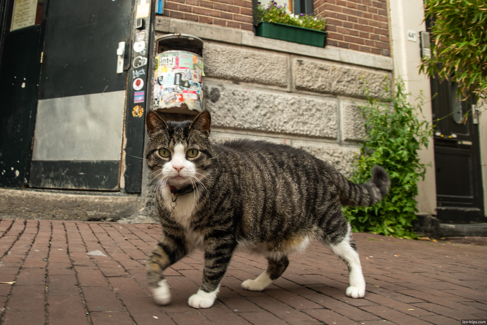 tabby cat walking on amsterdam brick sidewalk amsterdam
