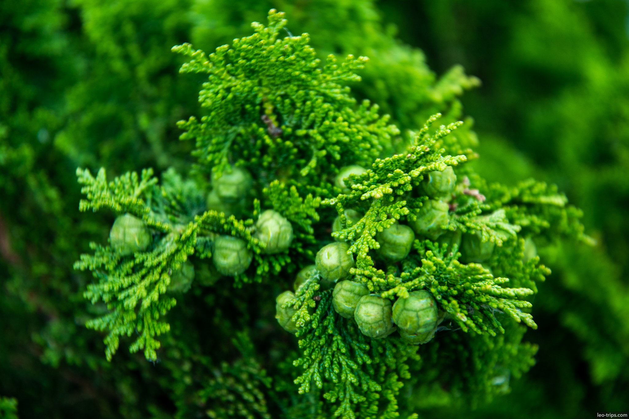 thuja conifer branches with green cones closeup amsterdam