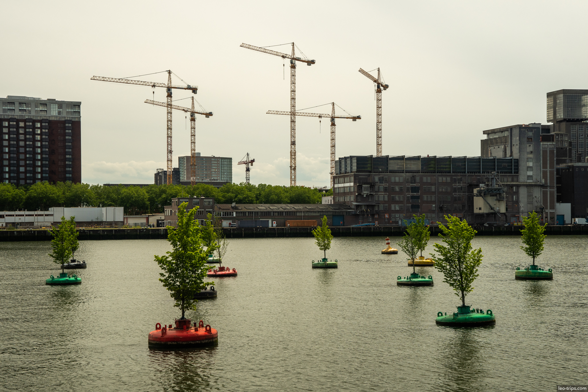 floating forest trees on buoys maashaven rotterdam