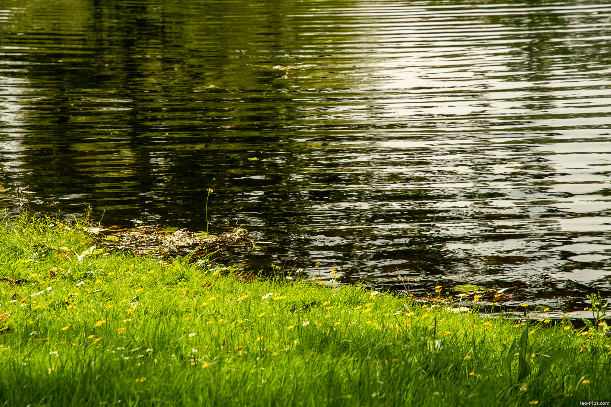 het park pond grass waterside rotterdam