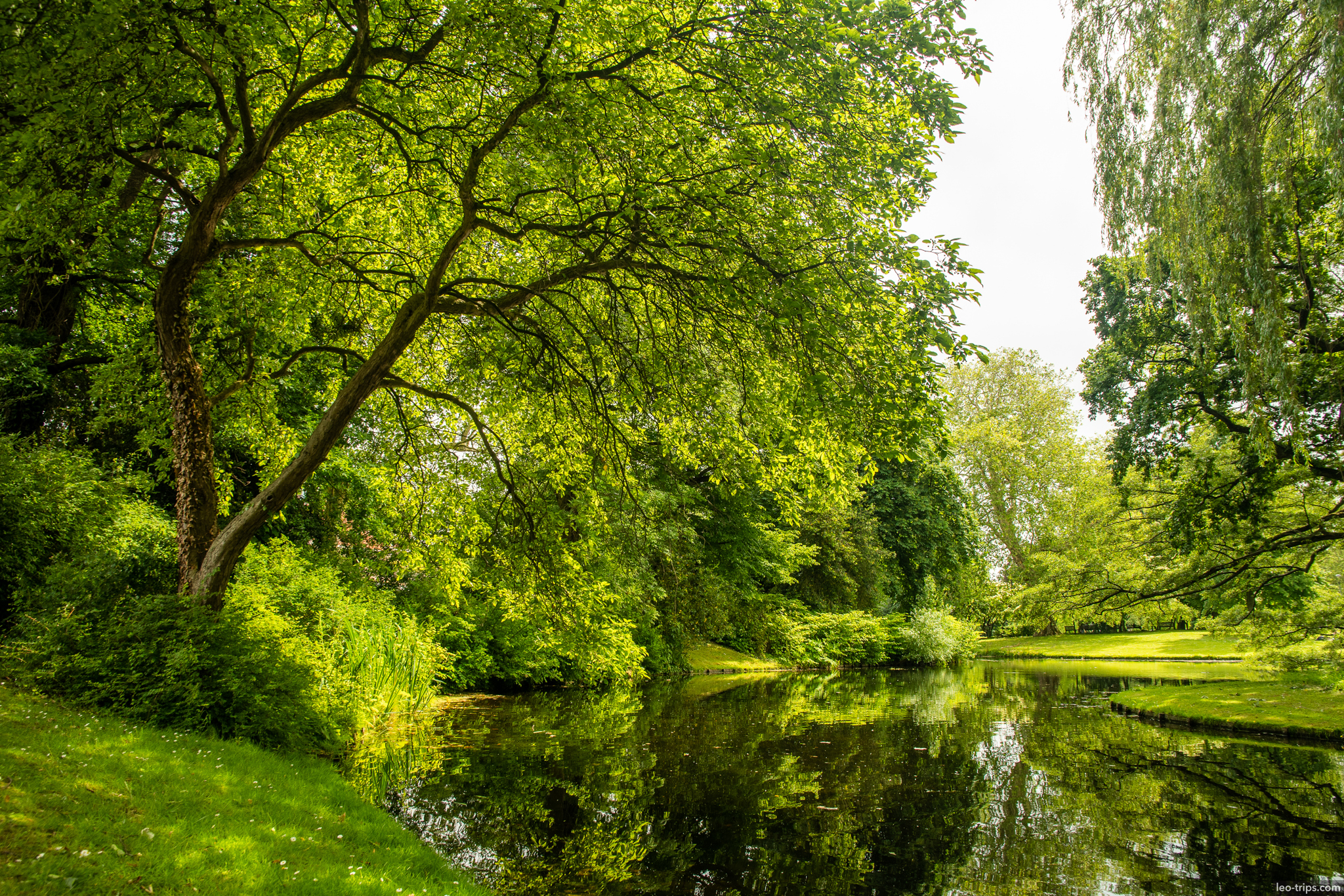 het park pond green trees rotterdam