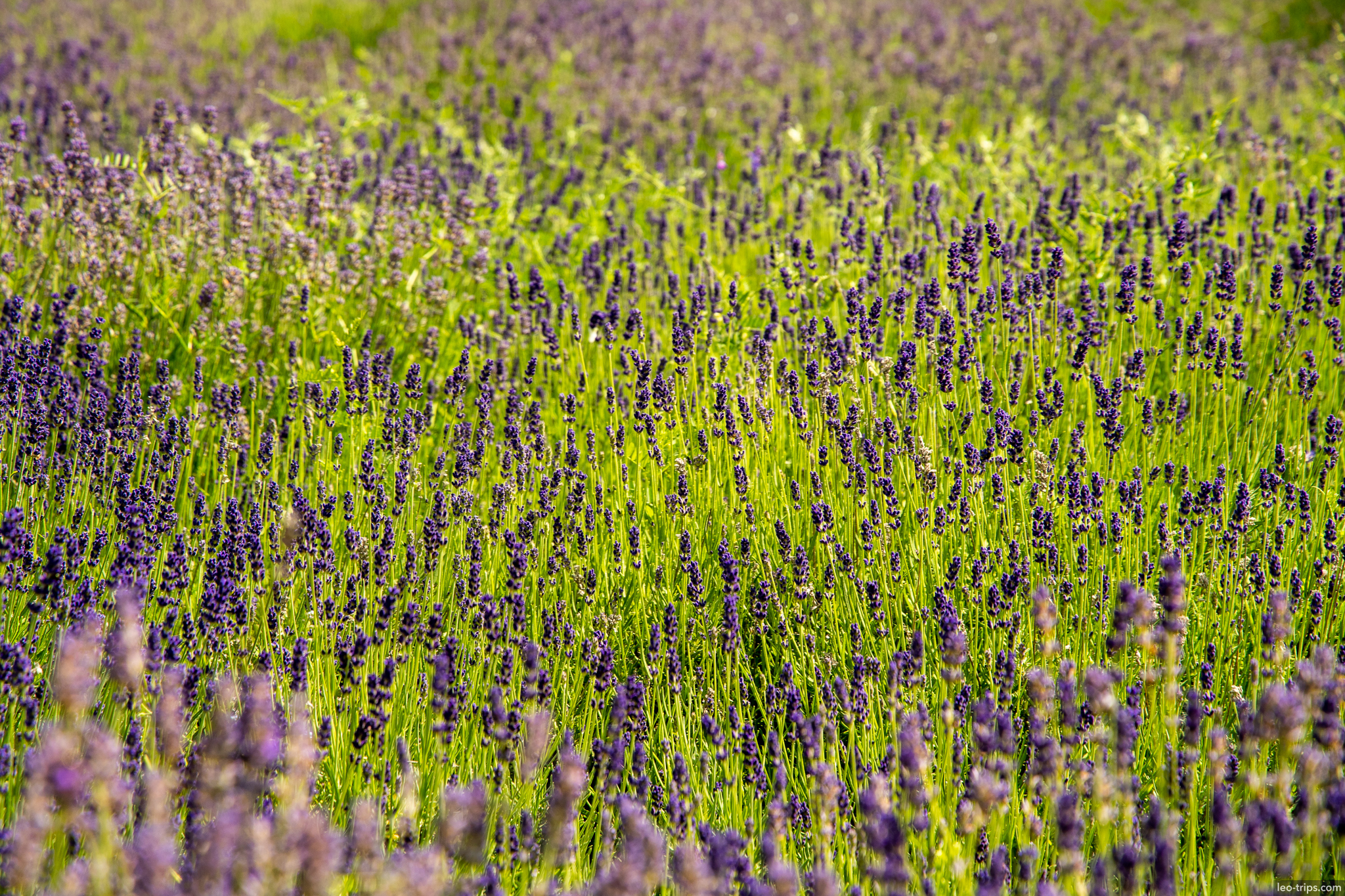 lavender field purple flowers closeup rotterdam