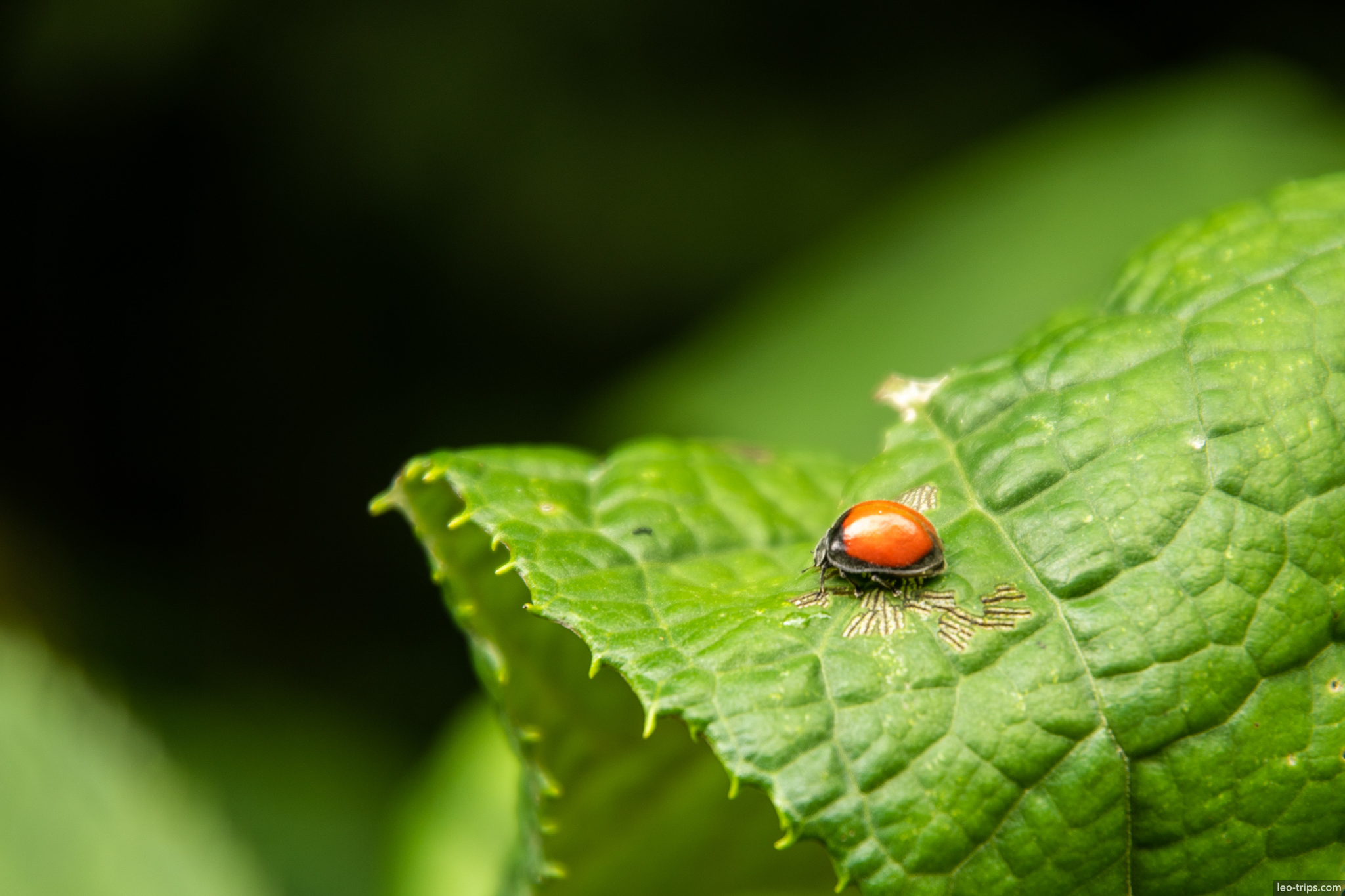 cloud forest ladybug macro green leaf around aguas calientes