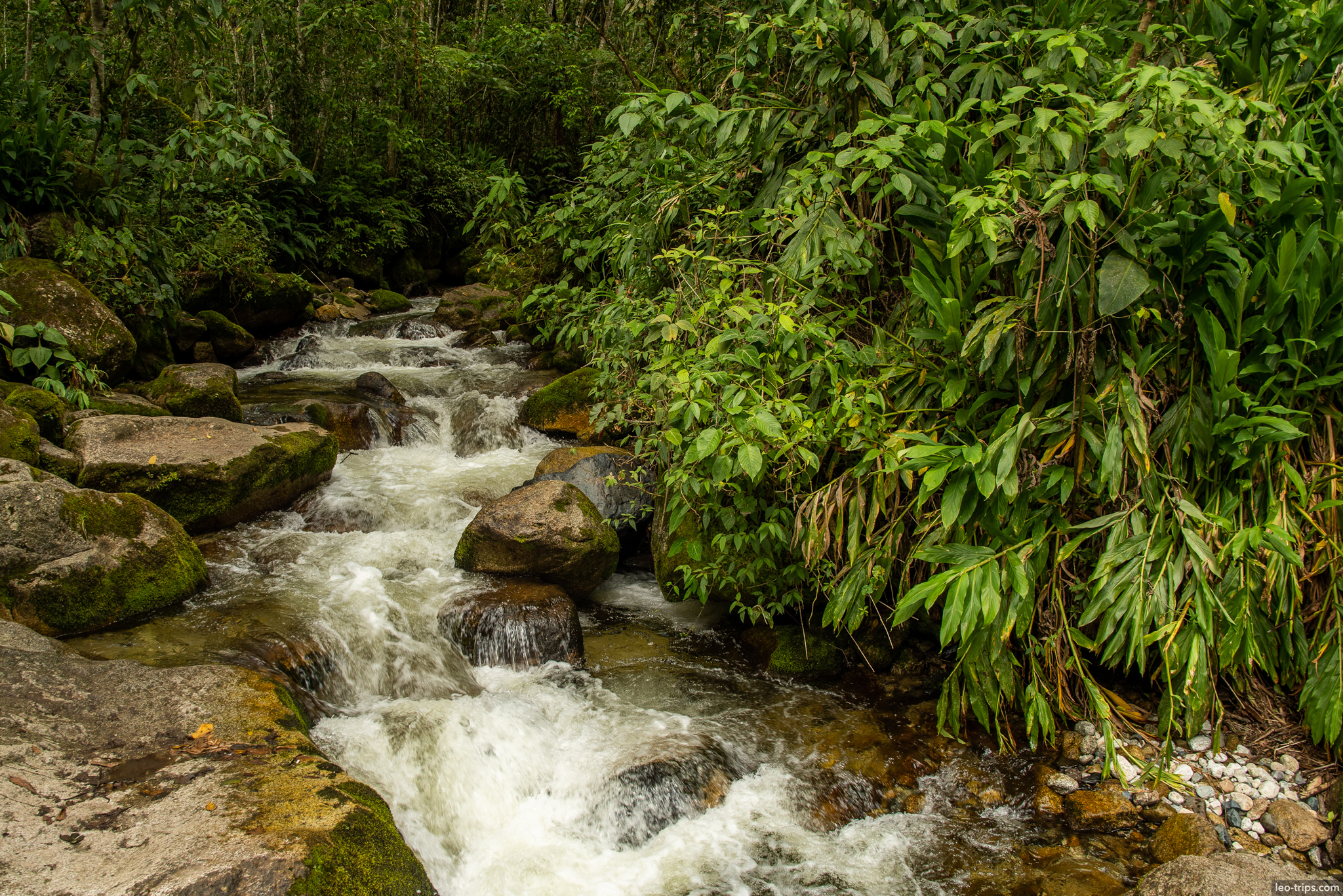 cloud forest mountain stream rapids jungle around aguas calientes