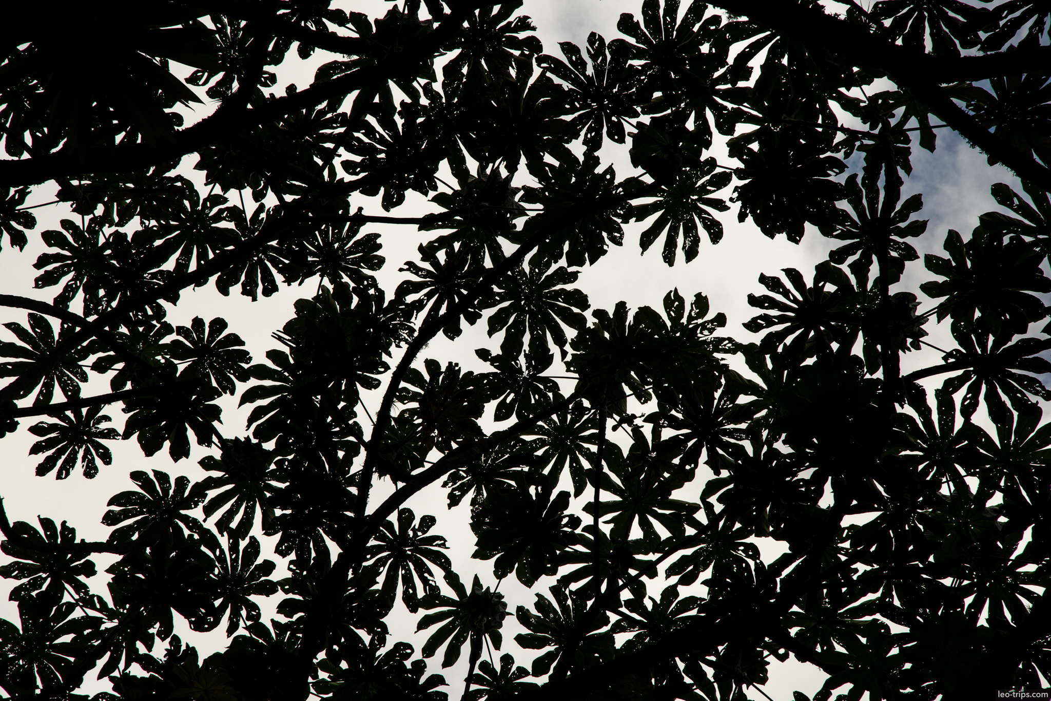 cloud forest tropical tree canopy silhouette around aguas calientes