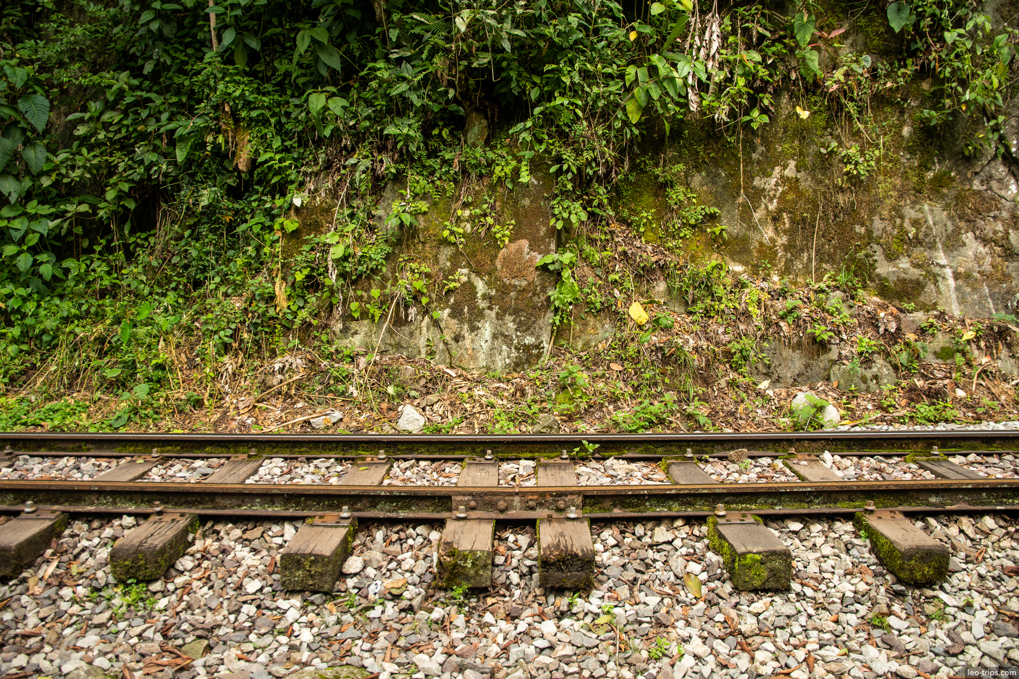 peru rail moss covered tracks jungle wall around aguas calientes