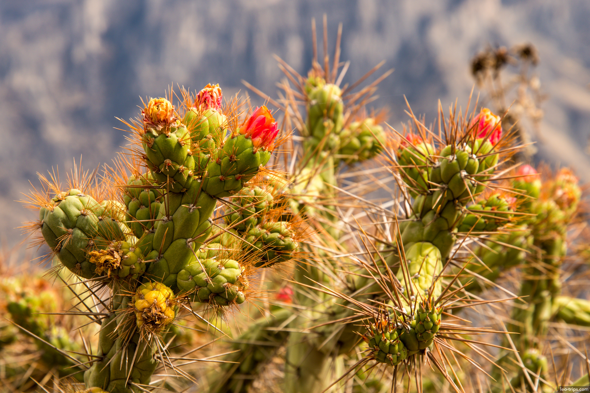 blooming echinopsis cactus red flowers colca colca canyon