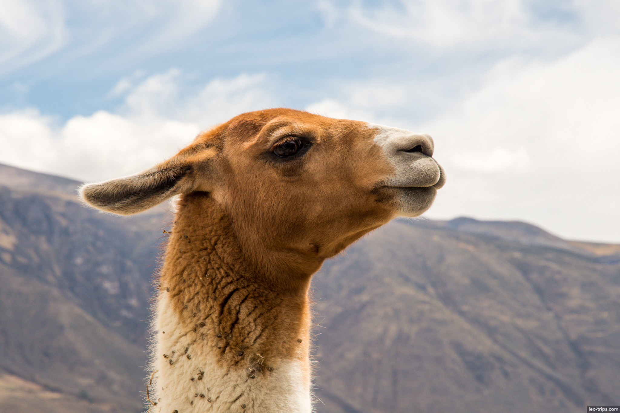guanaco closeup portrait colca canyon colca canyon
