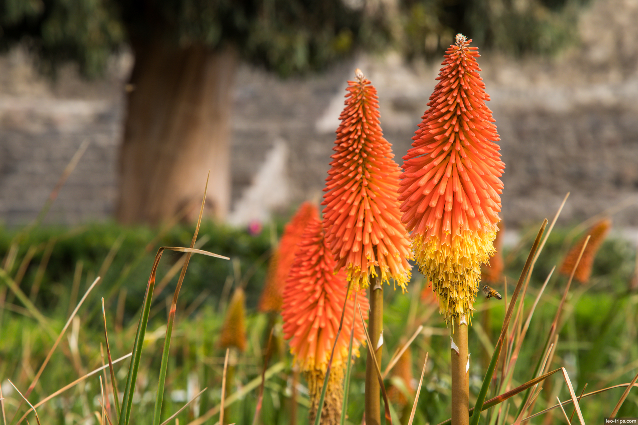 kniphofia red hot poker flowers bee colca colca canyon