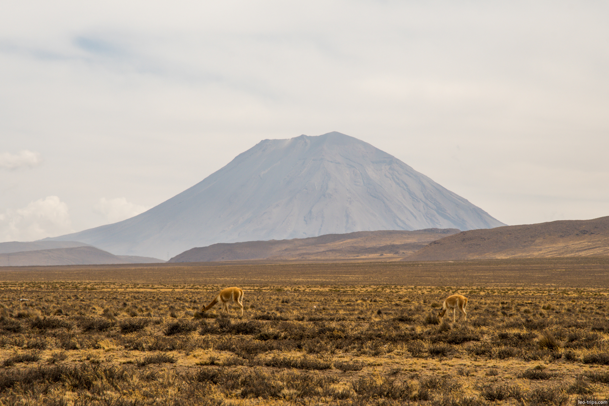 vicunas grazing el misti volcano altiplano colca canyon