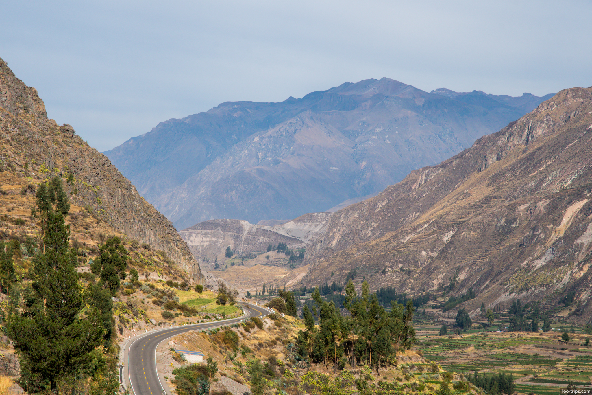 winding road colca valley eucalyptus terraces colca canyon