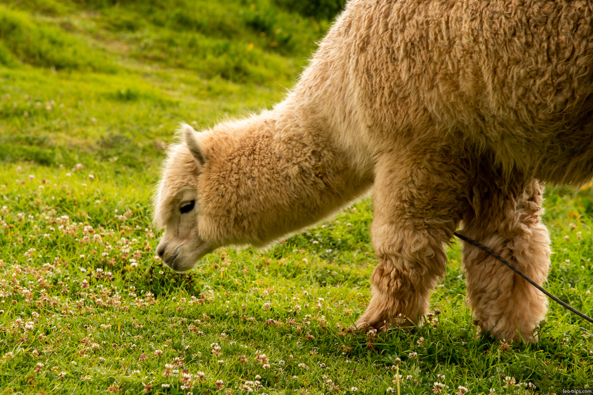 alpaca closeup grazing green meadow cusco