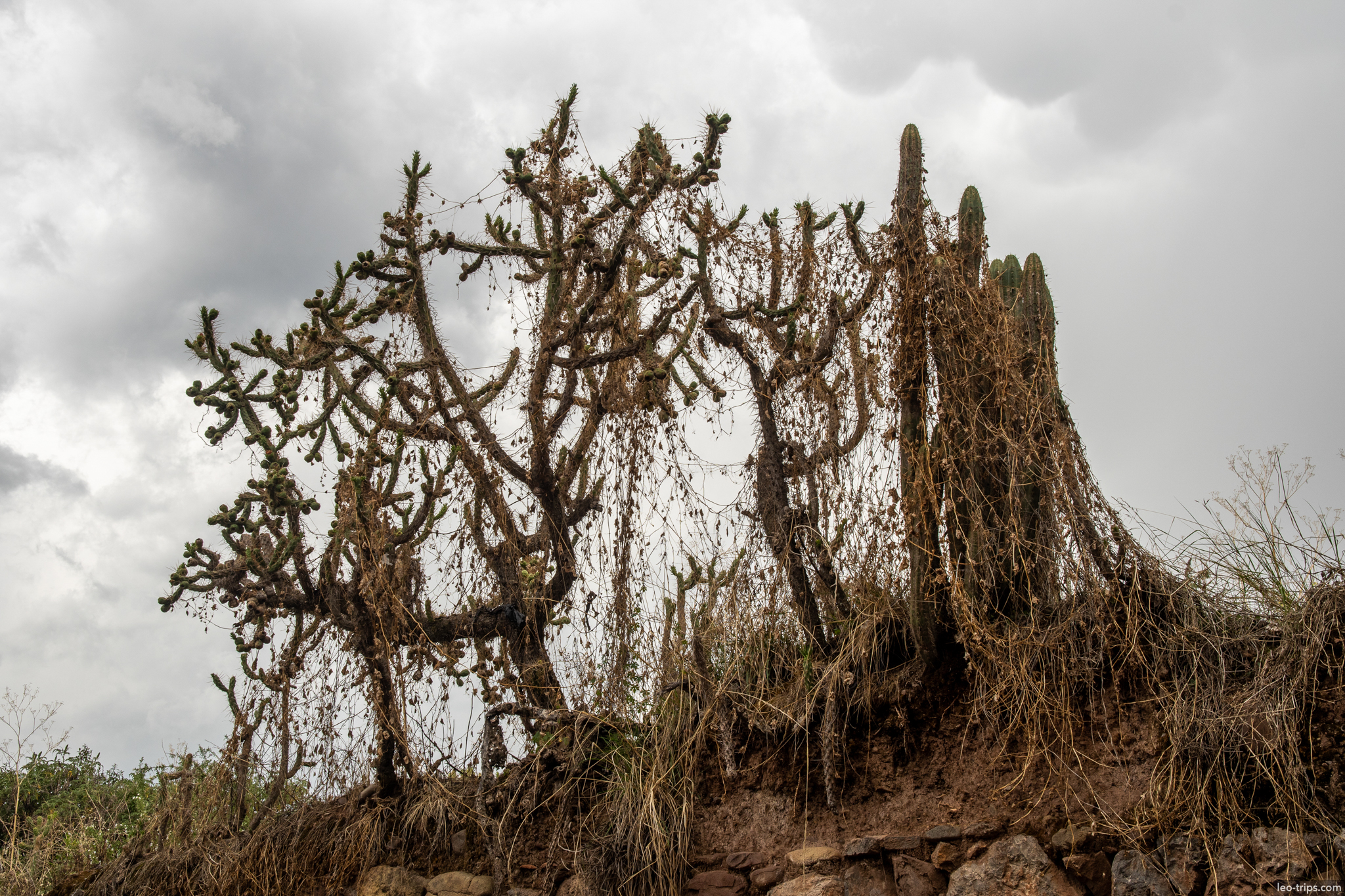 dry cactus overgrown stone wall cloudy sky cusco