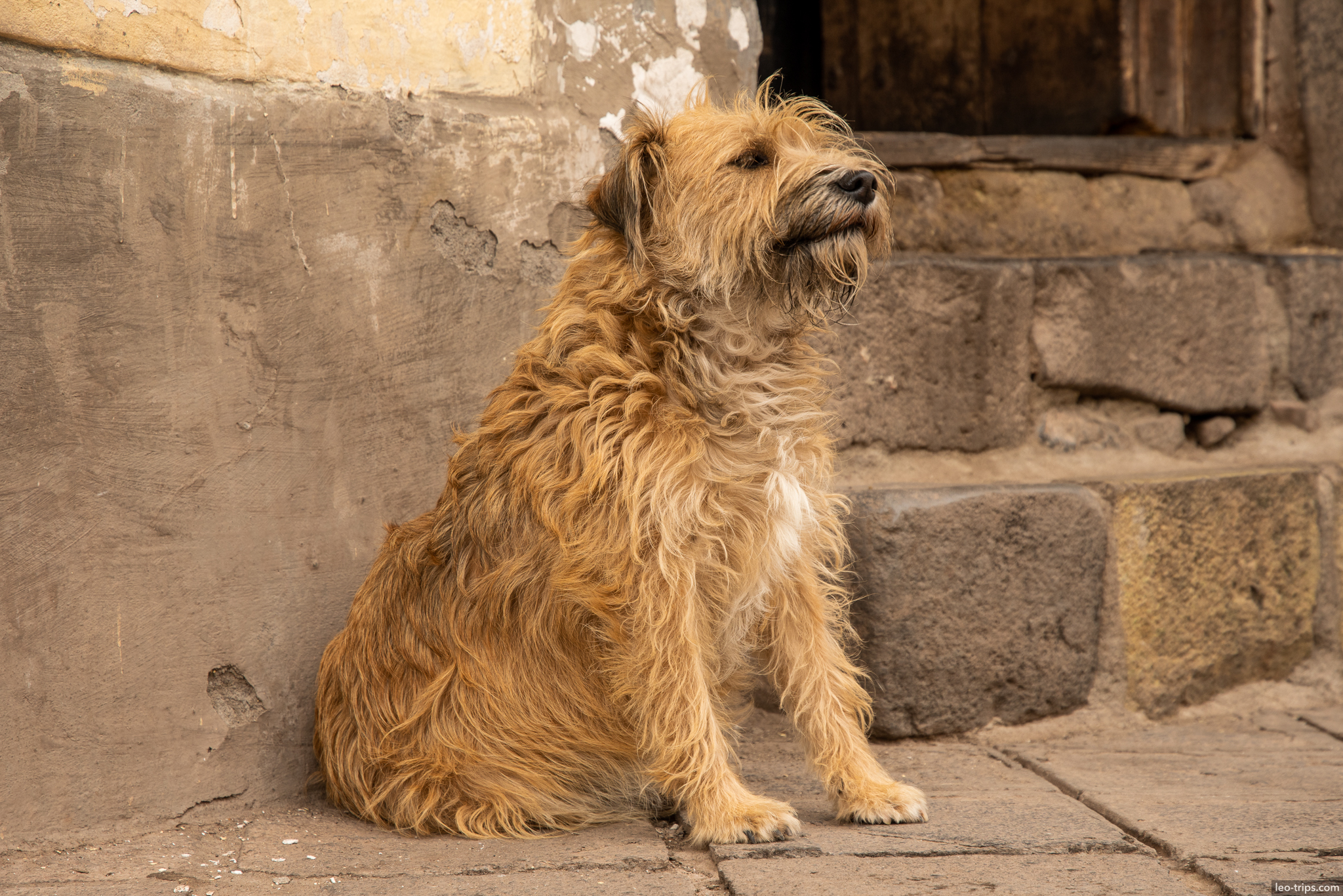 shaggy street dog sitting inca stones cusco