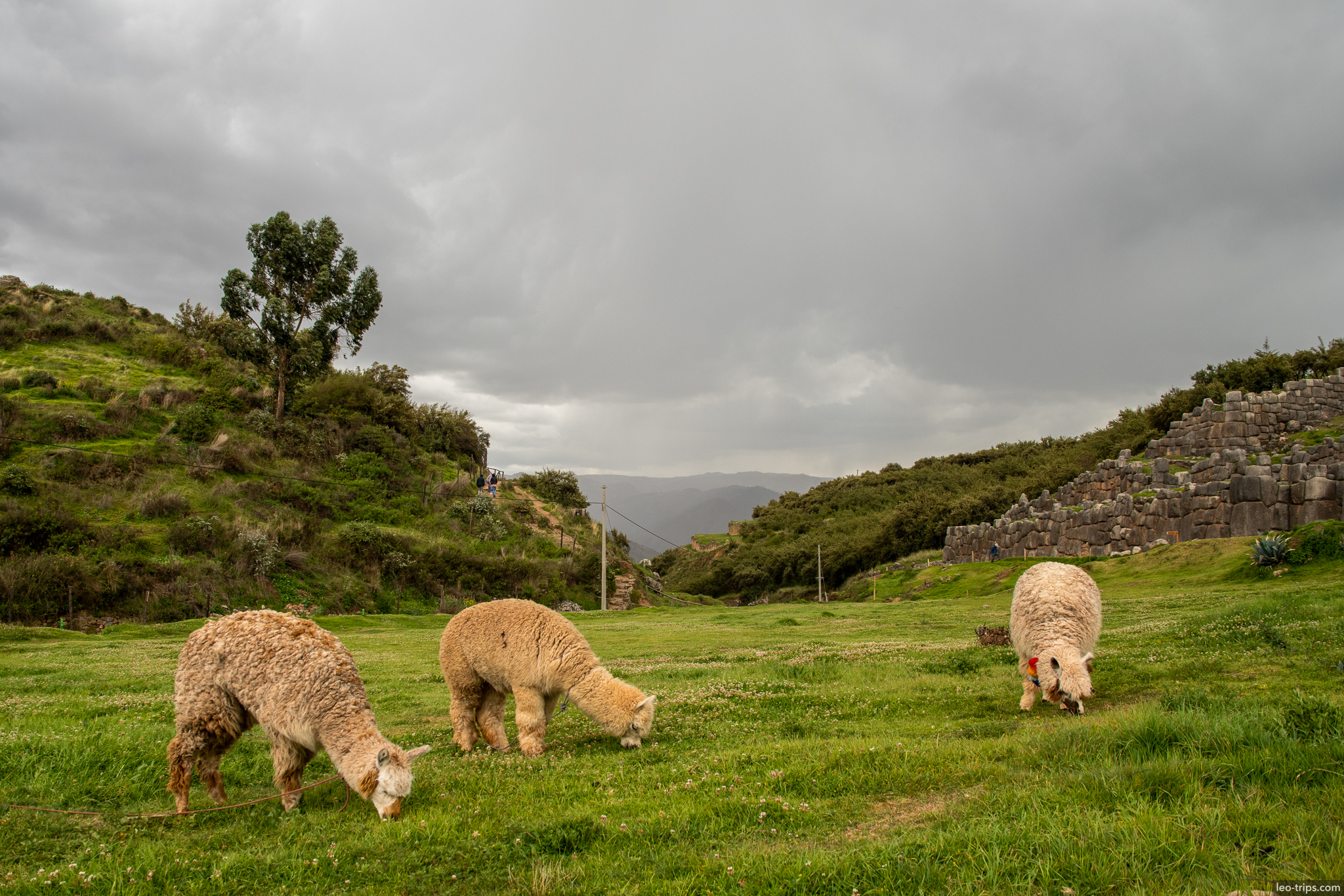 three alpacas grazing saksaywaman ruins cusco
