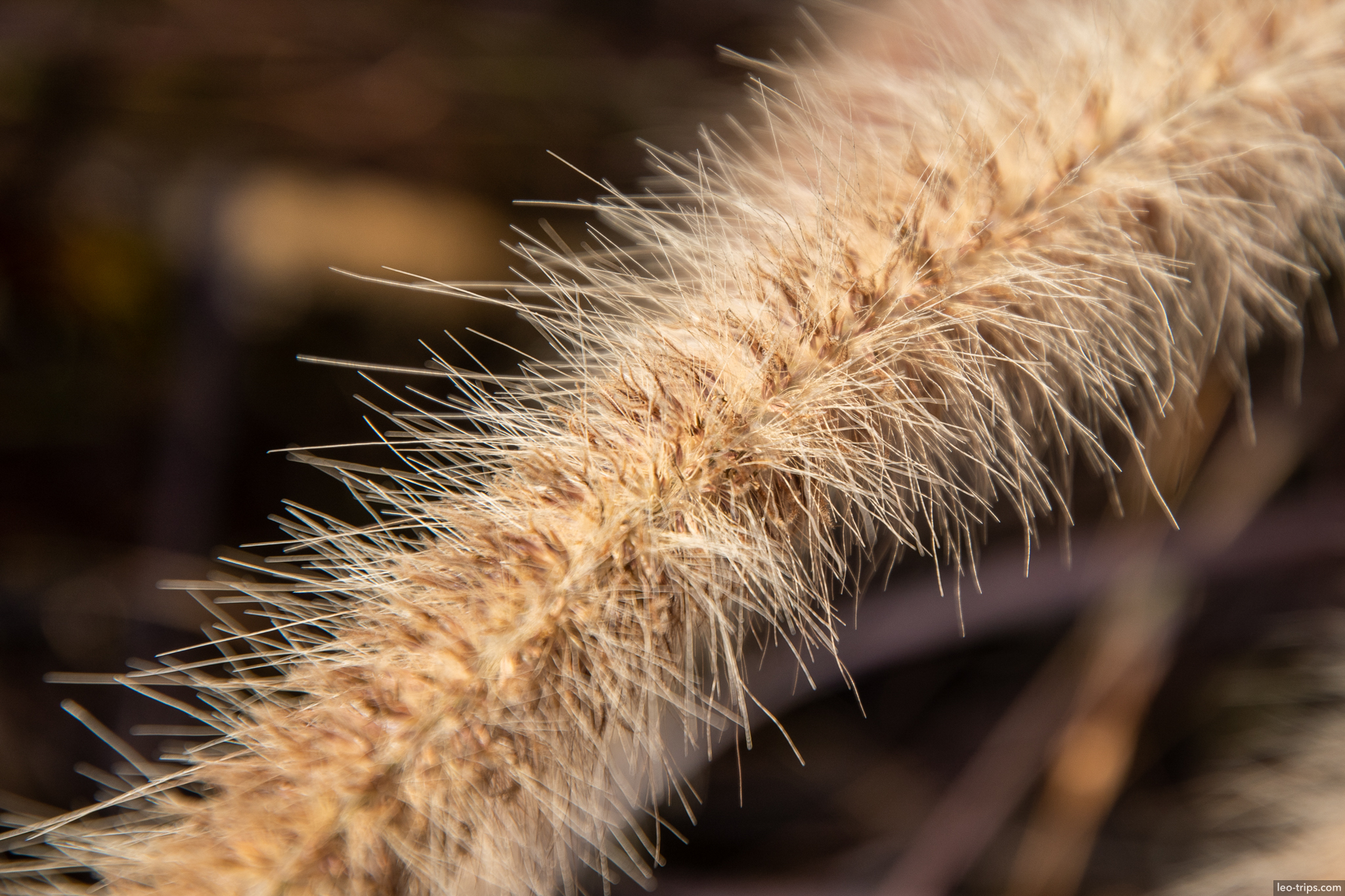 dry grass seed macro miraflores park lima