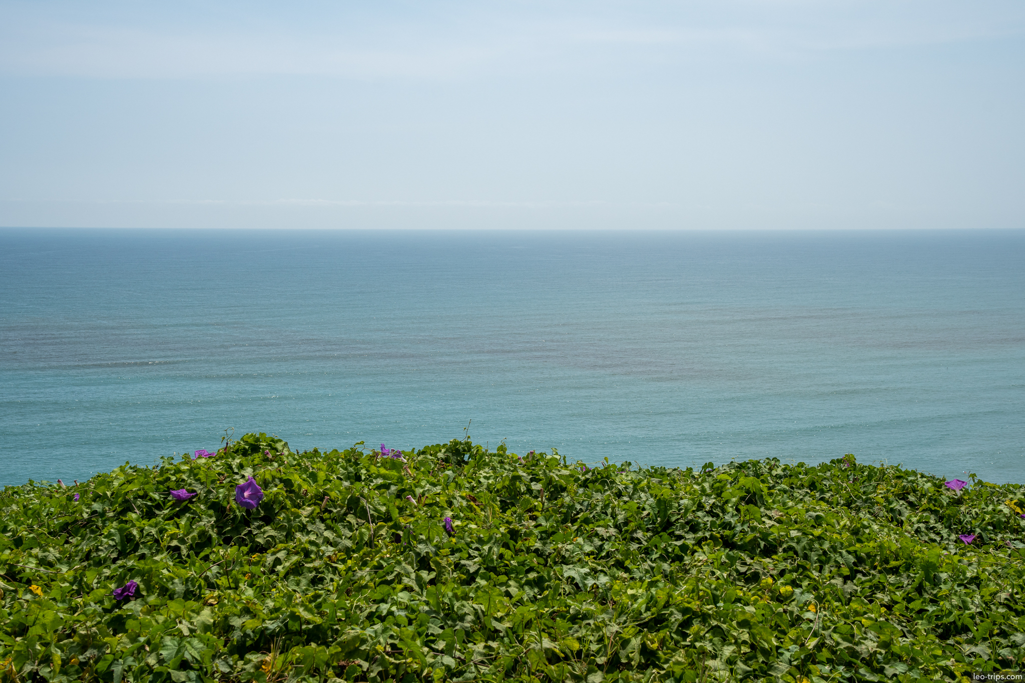 pacific ocean view miraflores cliff purple flowers lima