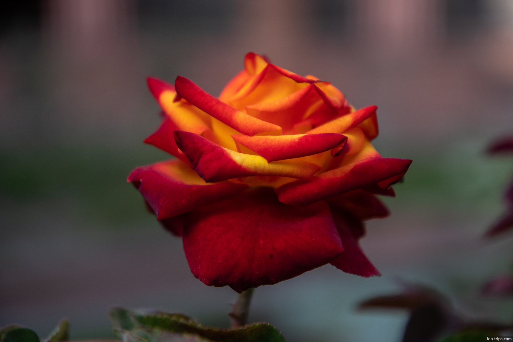 red yellow rose convento santo domingo garden lima