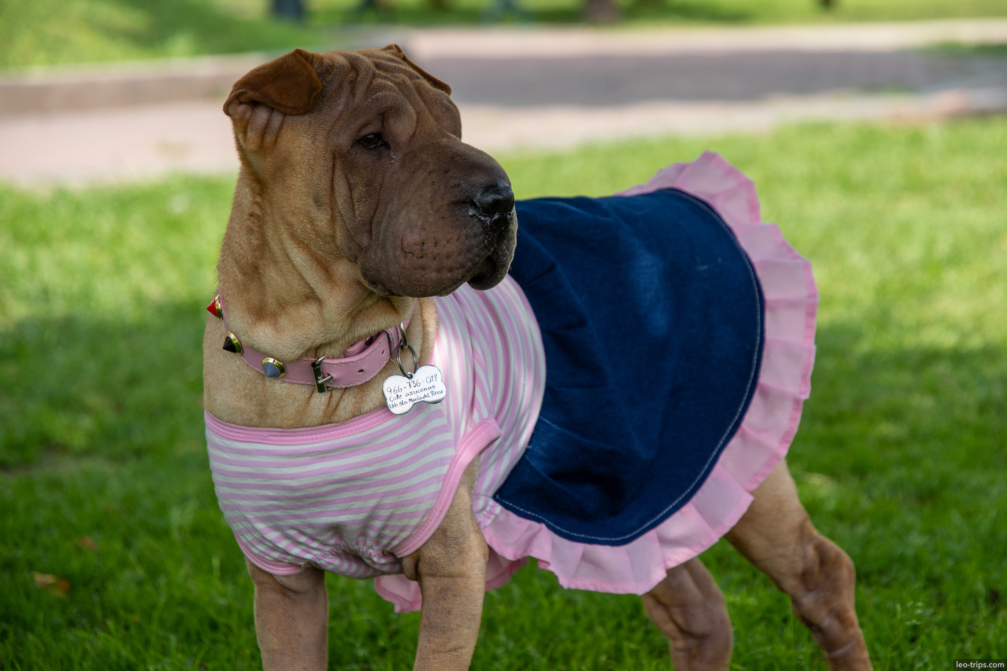 shar pei dog pink dress miraflores park lima
