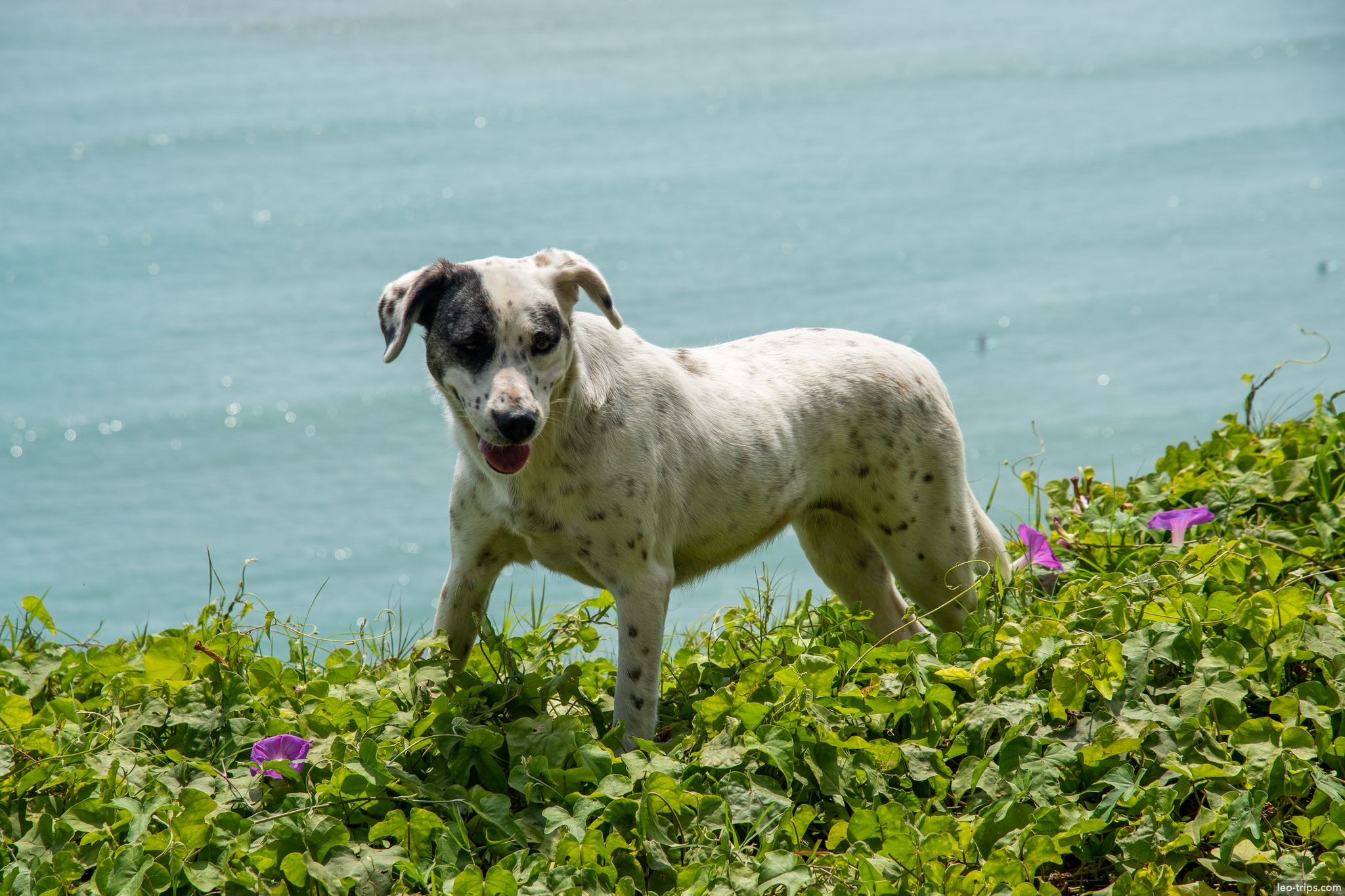 stray dog miraflores cliff ocean flowers lima