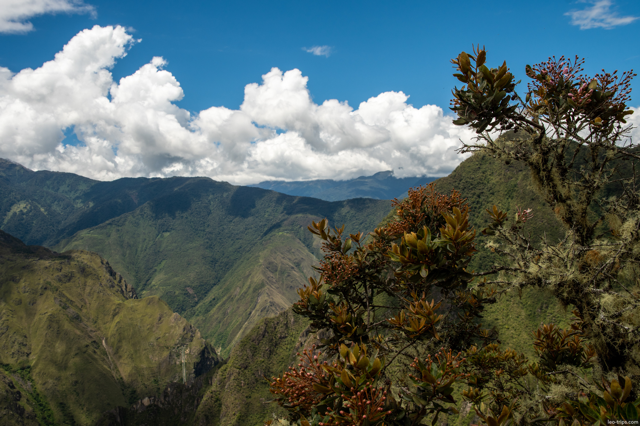 clusia shrub huayna picchu summit andes valley machu picchu