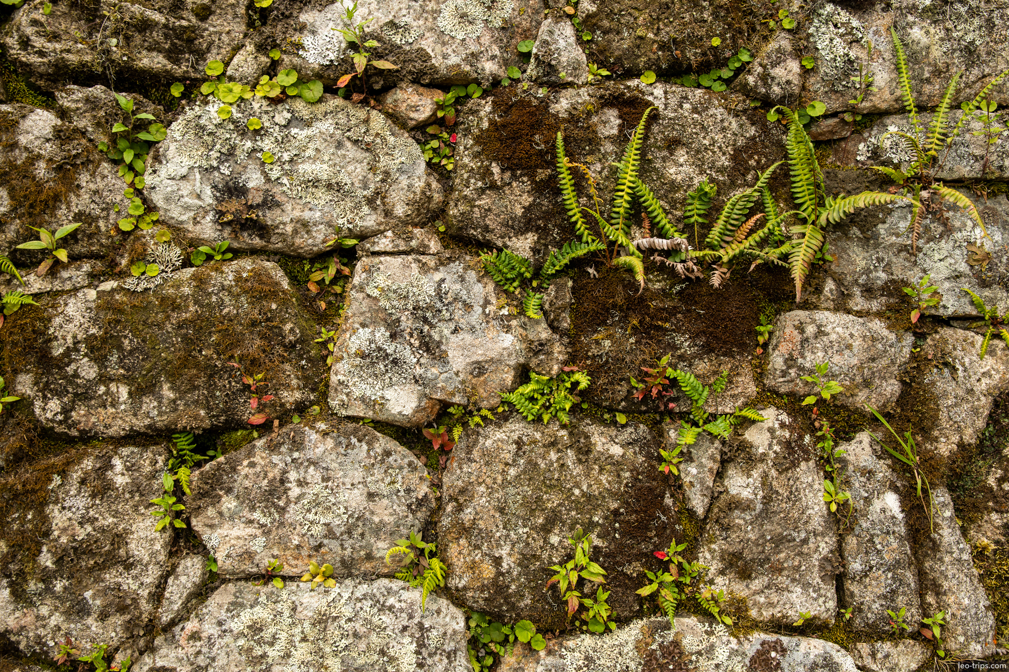 ferns lichen growing on inca stone wall machu picchu