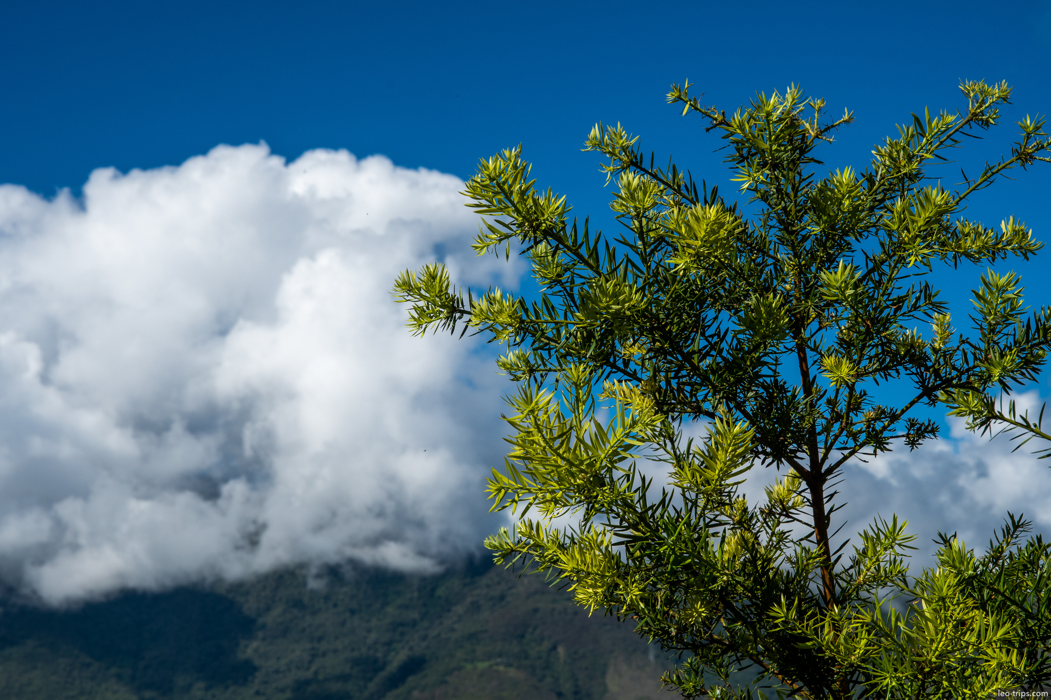 podocarpus andean tree clouds blue sky machu picchu