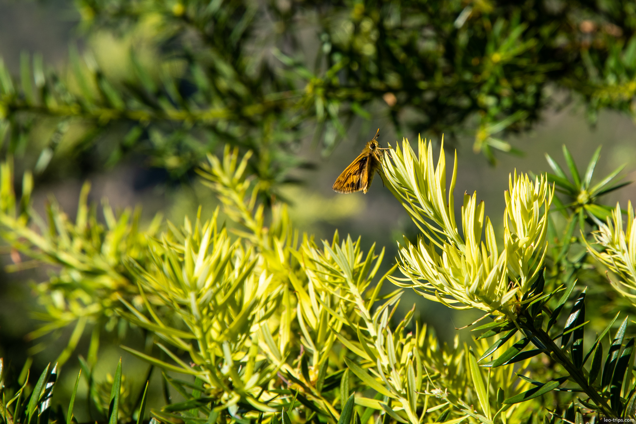 skipper butterfly on plant machu picchu