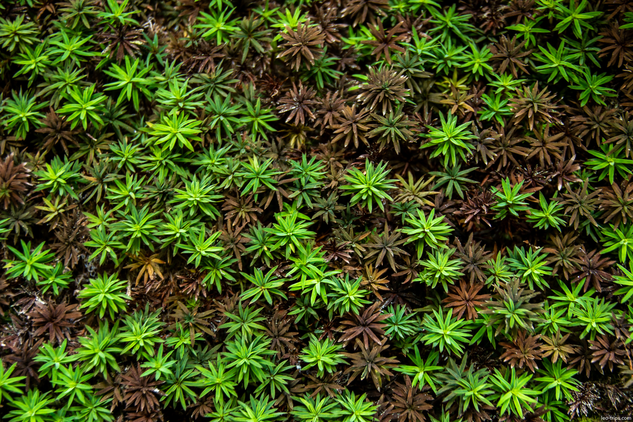 star moss closeup inca trail machu picchu