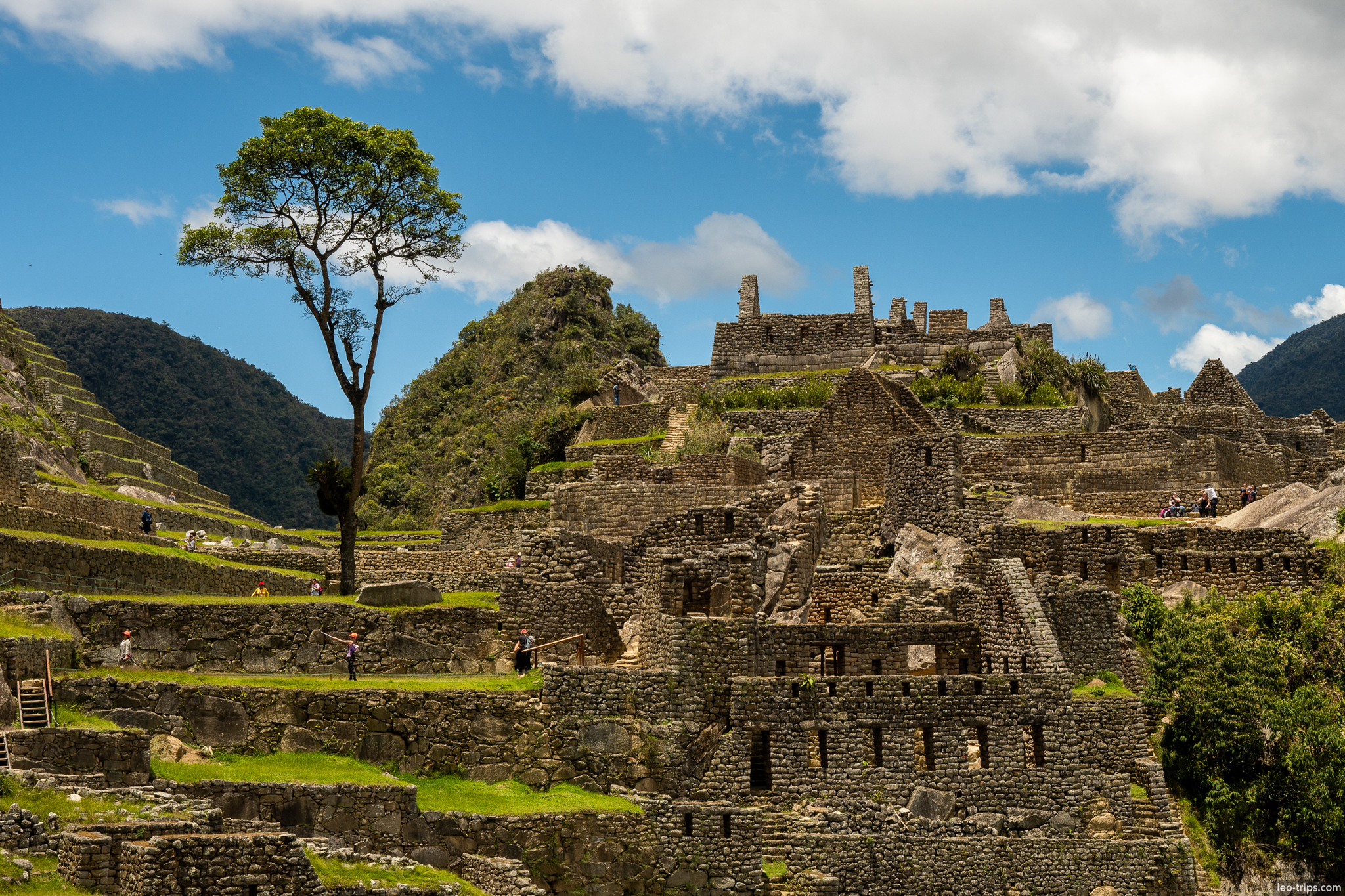 urban sector lone tree huayna picchu machu picchu
