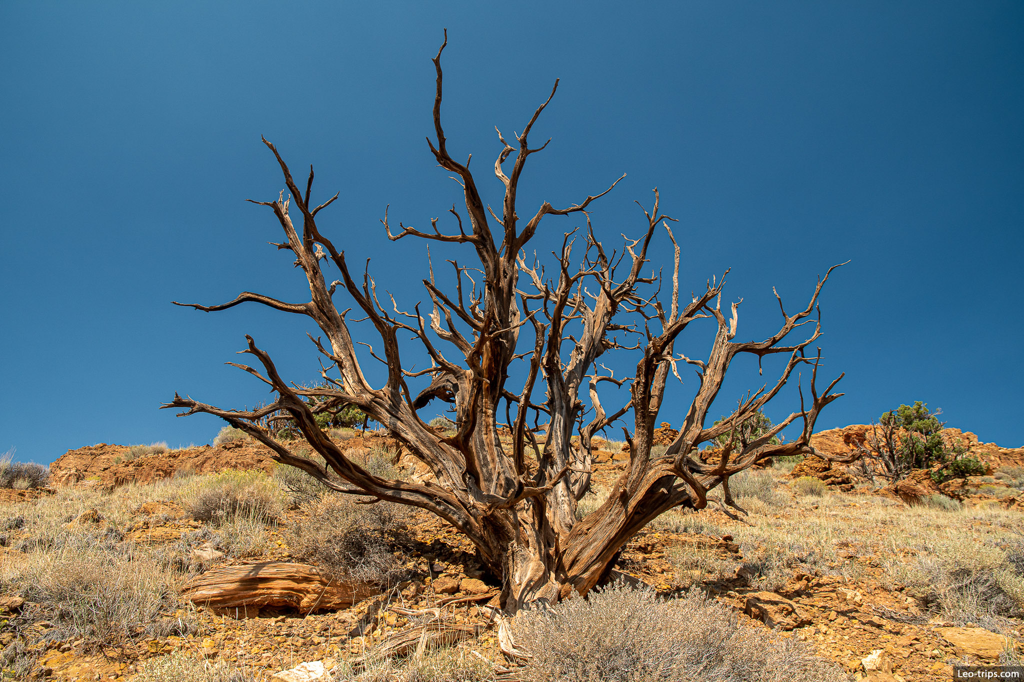 lone dry juniper tree capitol reef national park