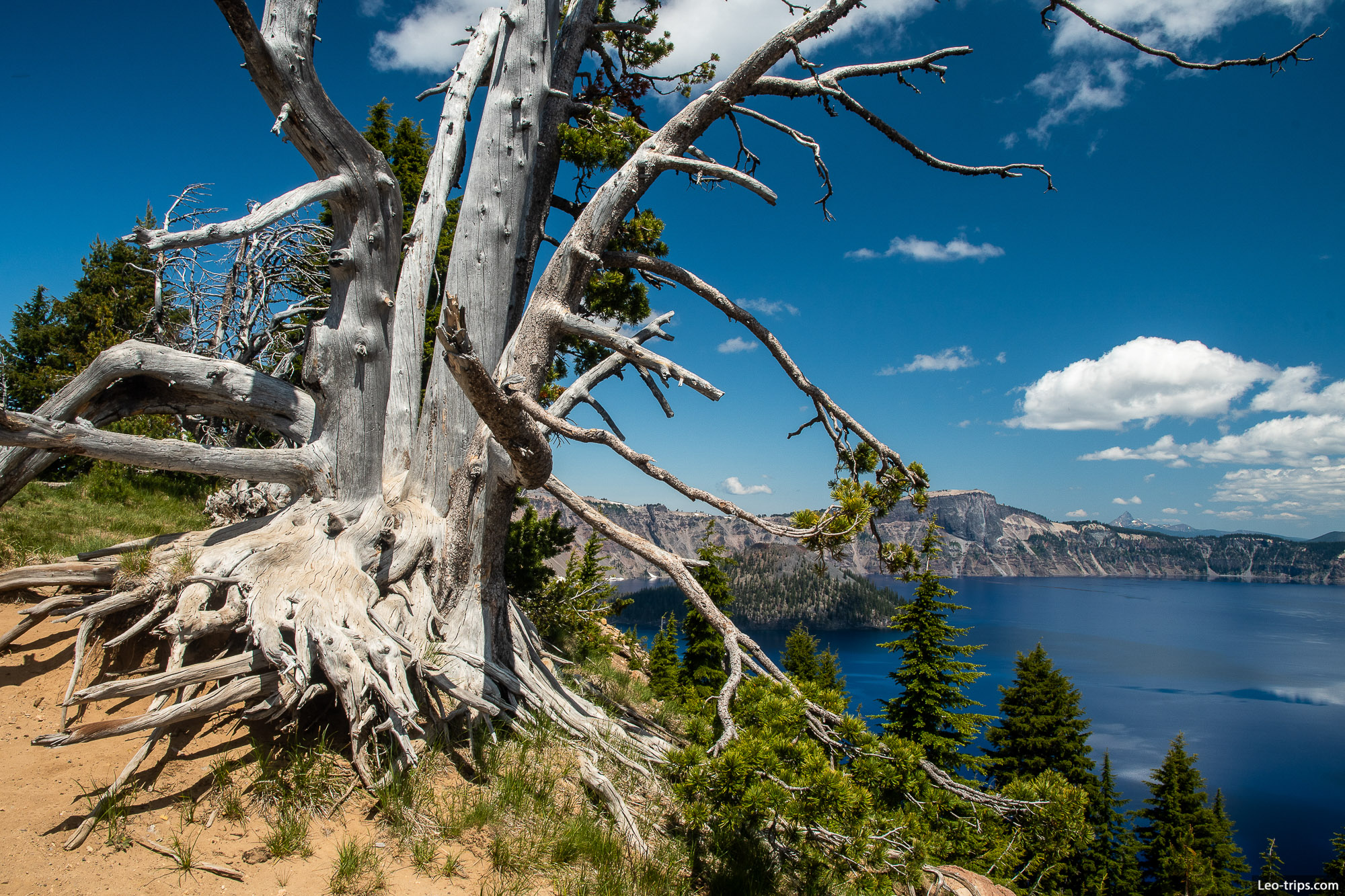 dry whitebark pines with llao rock in background crater lake national park