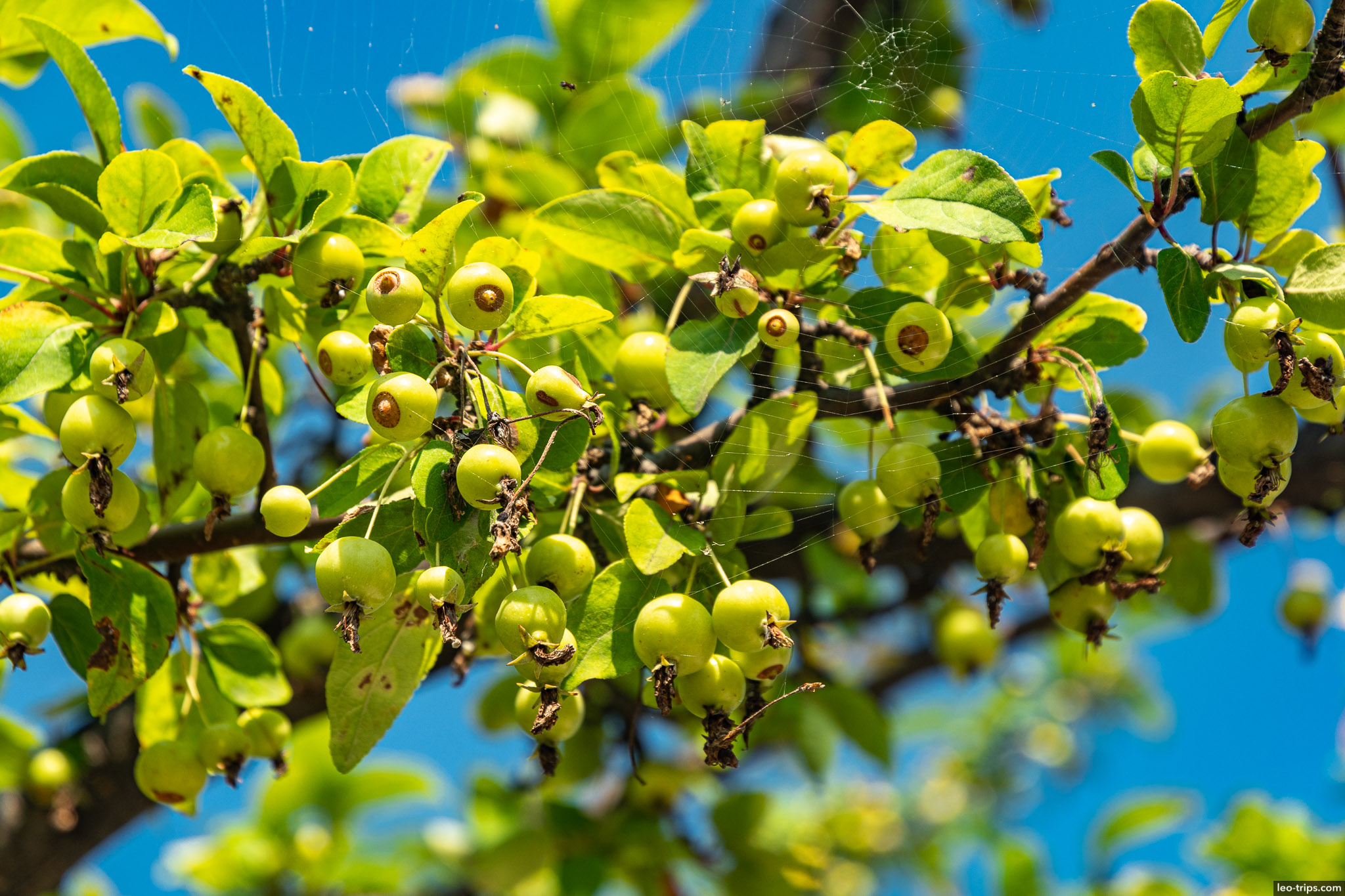 southern crabapple detroit