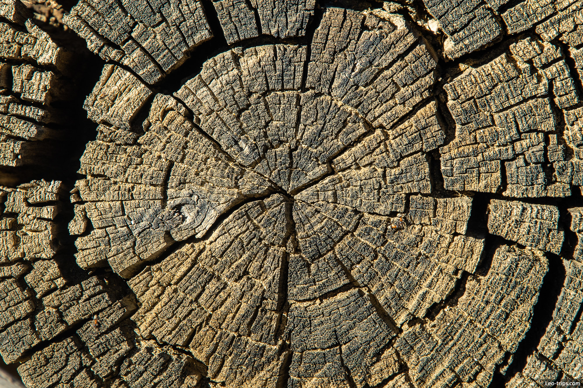 tree rings and cracks devils chair trail